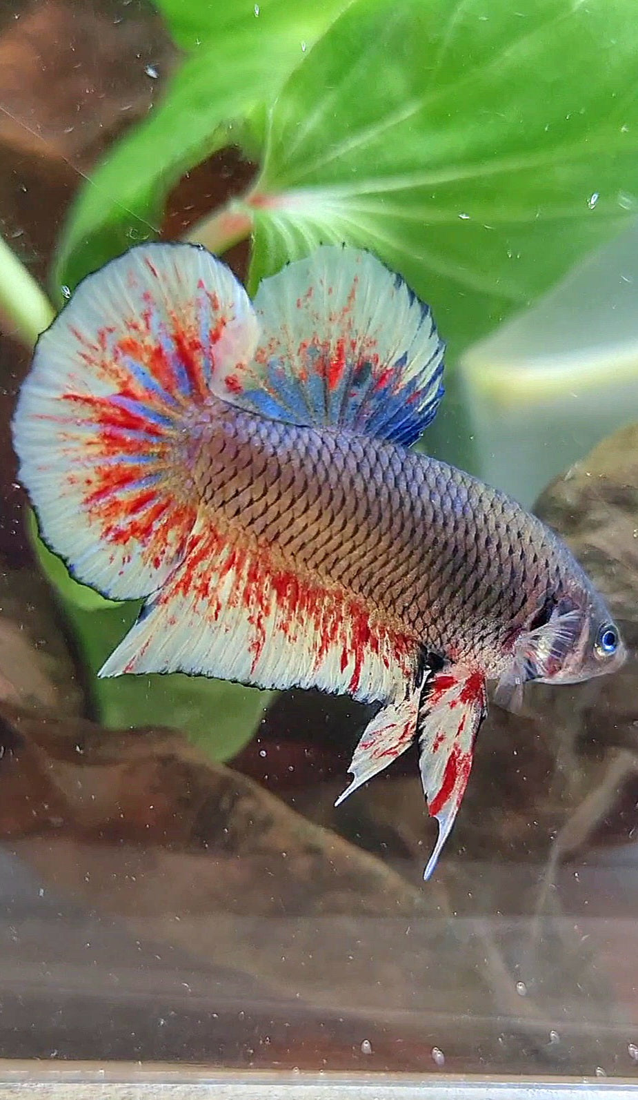Vanda Color Betta PLAKAT BLACK DARK VIOLET SUPER VANDA BETTA FISH – Rare Betta Fish Store