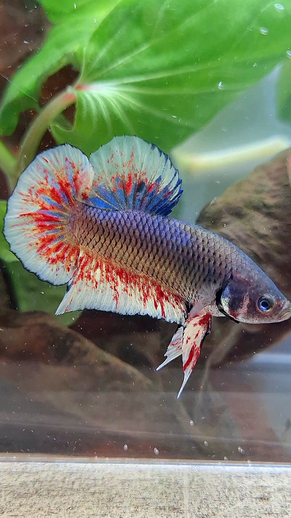 PLAKAT BLACK DARK VIOLET SUPER VANDA BETTA FISH