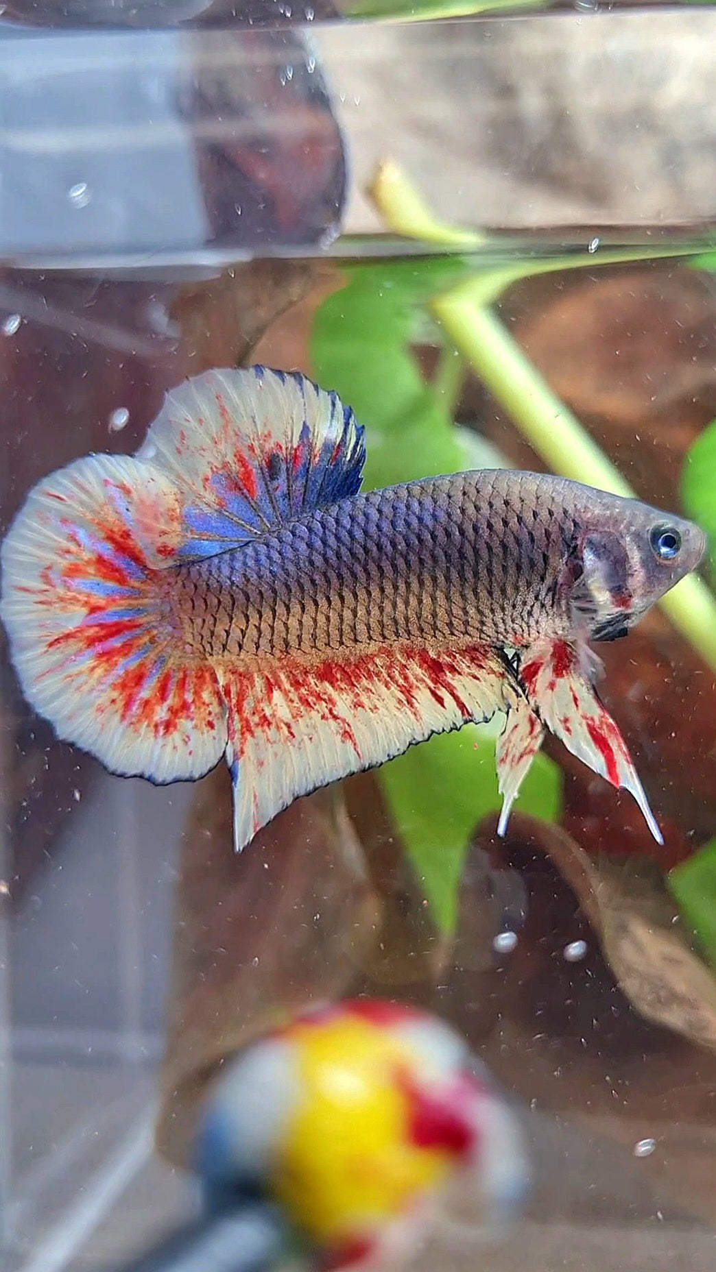 PLAKAT BLACK DARK VIOLET SUPER VANDA BETTA FISH