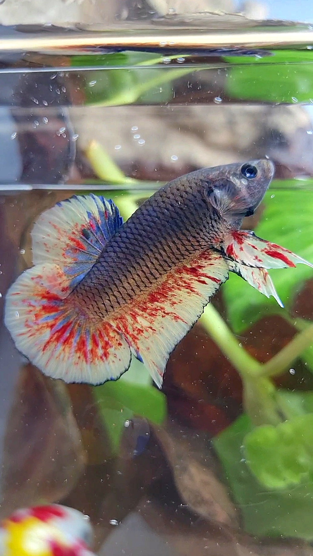 PLAKAT BLACK DARK VIOLET SUPER VANDA BETTA FISH