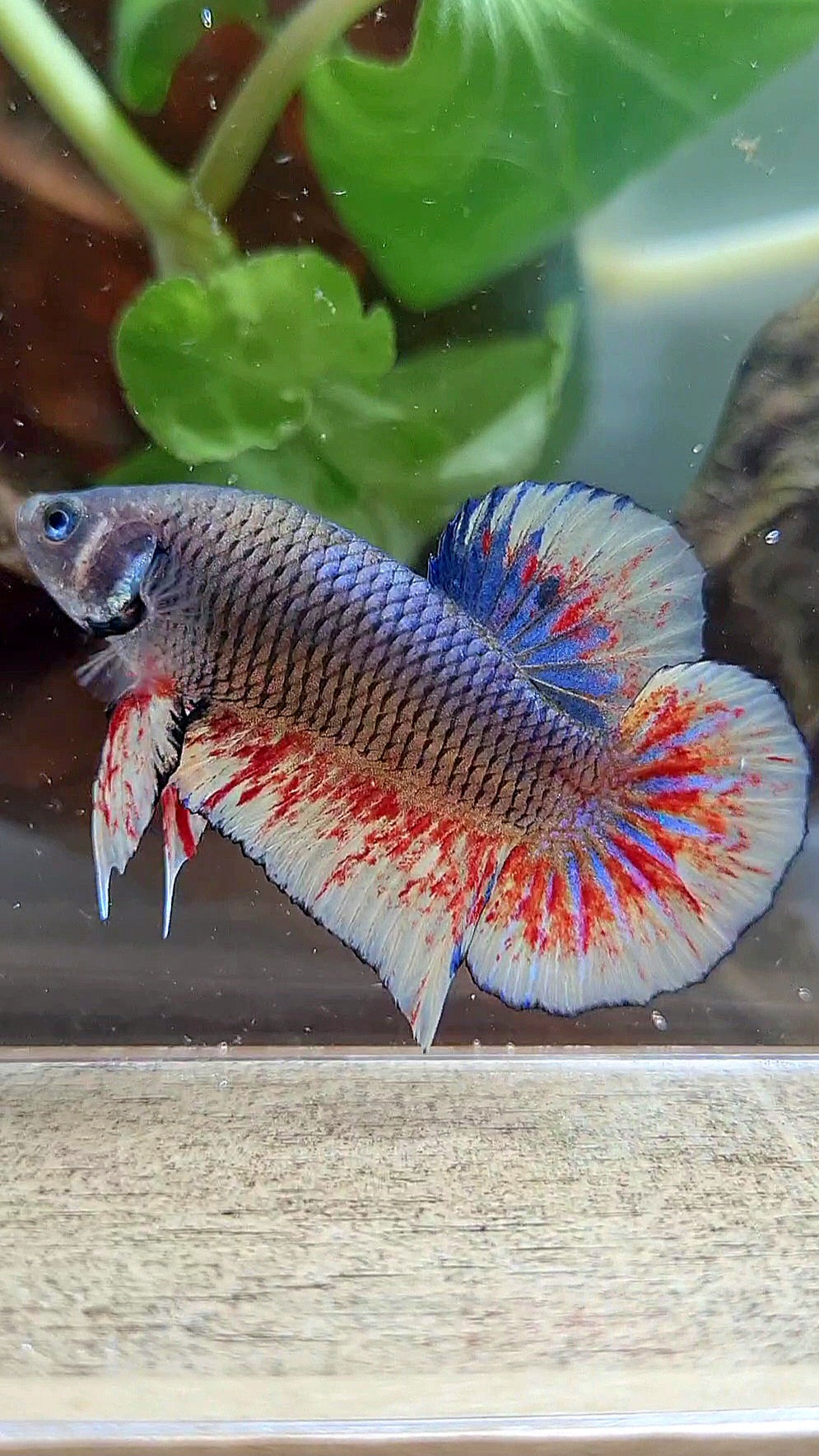 PLAKAT BLACK DARK VIOLET SUPER VANDA BETTA FISH