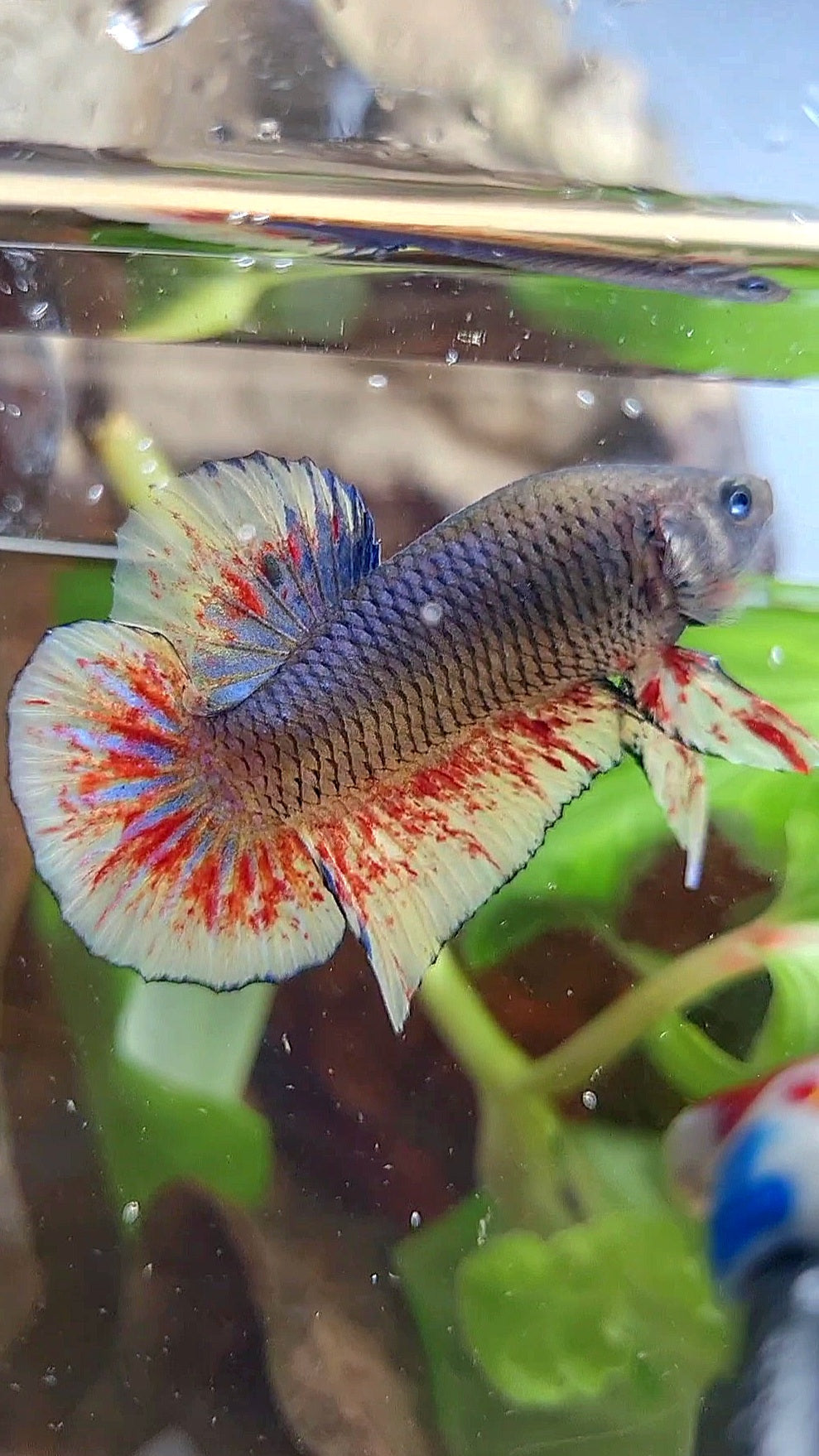 PLAKAT BLACK DARK VIOLET SUPER VANDA BETTA FISH