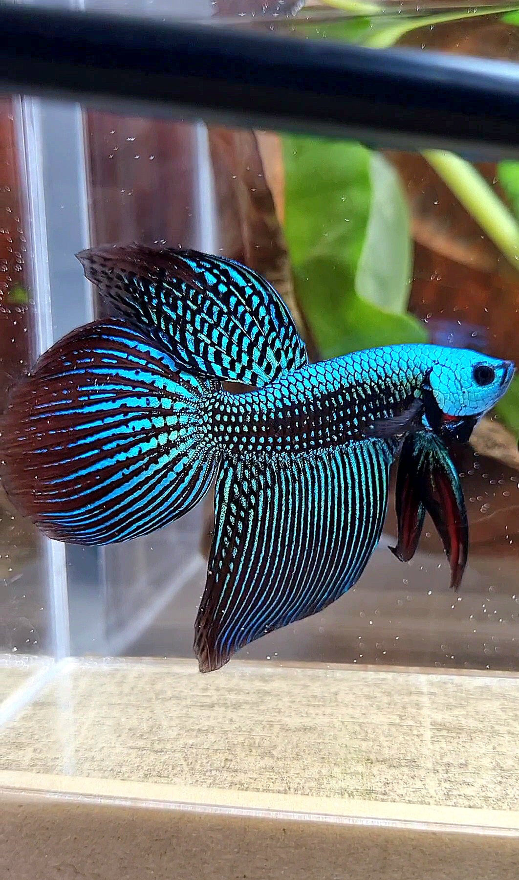 LUXURY VEILTAIL ALIEN GREEN HYBRID WILD BETTA FISH