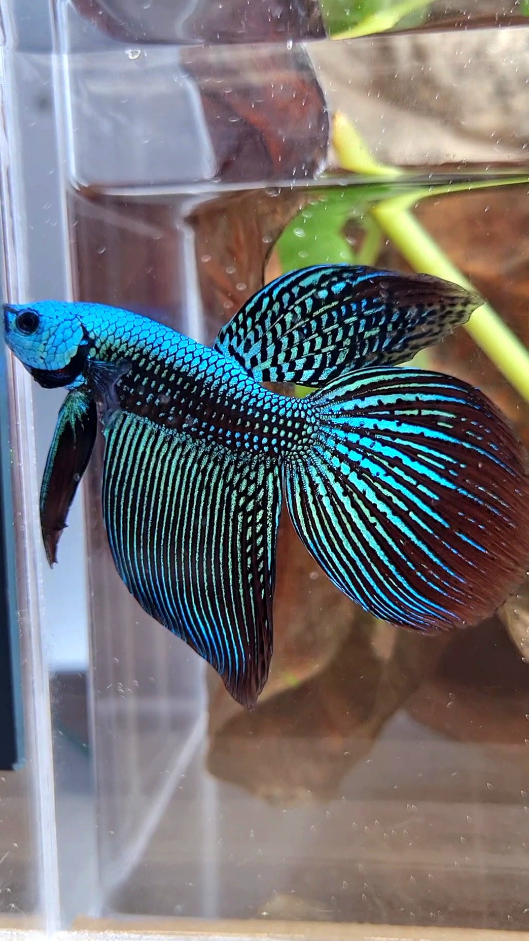 LUXURY VEILTAIL ALIEN GREEN HYBRID WILD BETTA FISH