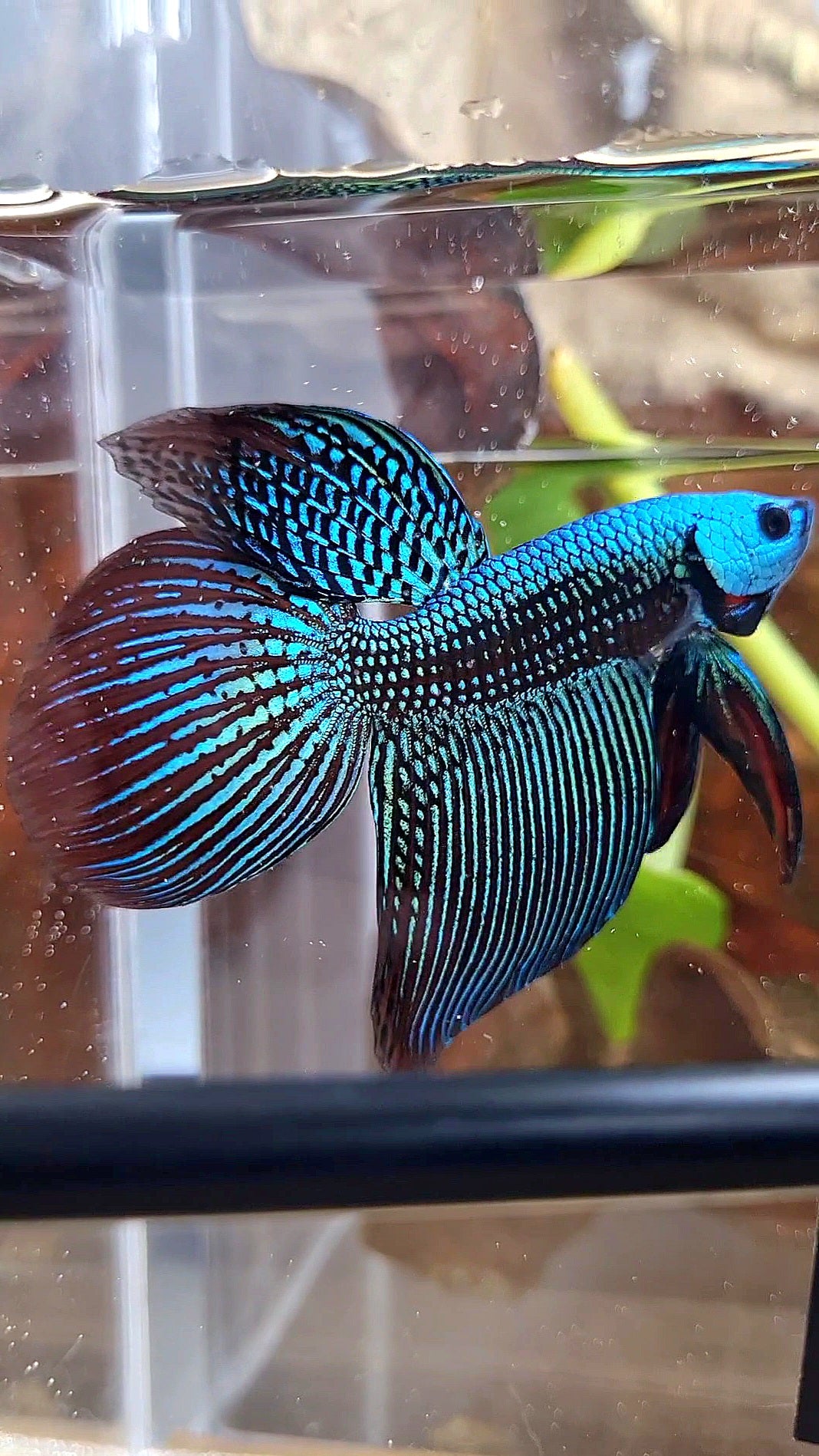 LUXURY VEILTAIL ALIEN GREEN HYBRID WILD BETTA FISH