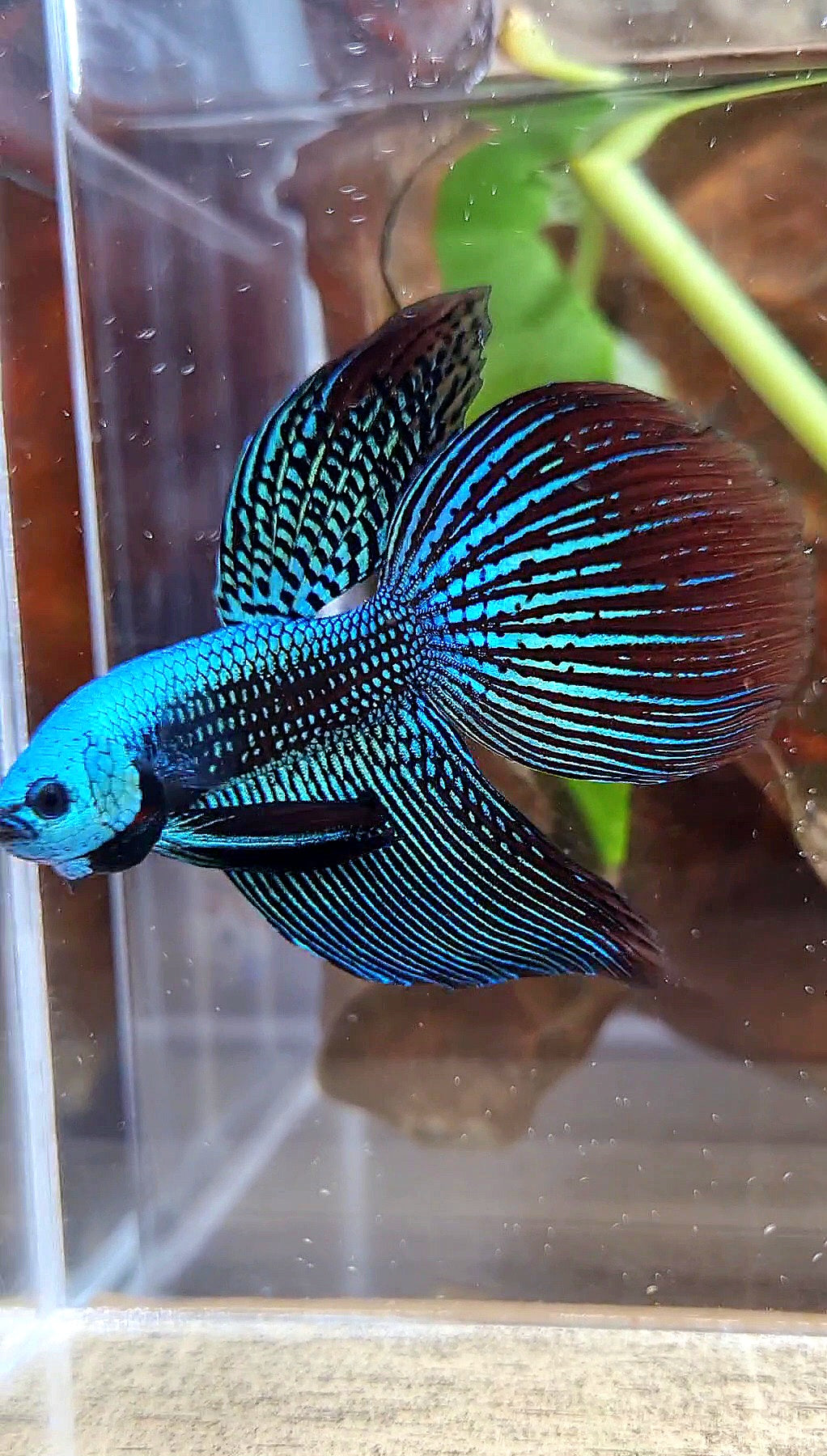 LUXURY VEILTAIL ALIEN GREEN HYBRID WILD BETTA FISH