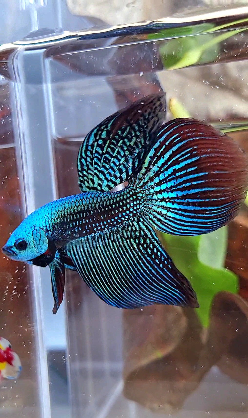 LUXURY VEILTAIL ALIEN GREEN HYBRID WILD BETTA FISH