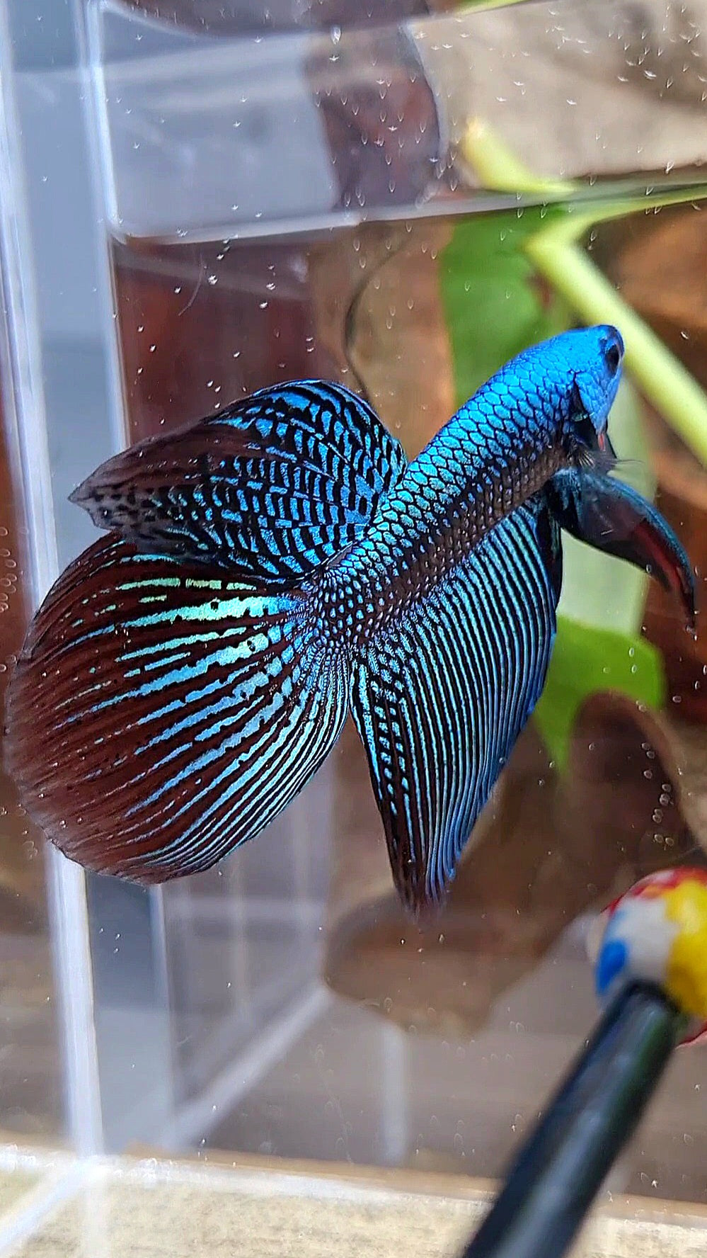 LUXURY VEILTAIL ALIEN GREEN HYBRID WILD BETTA FISH