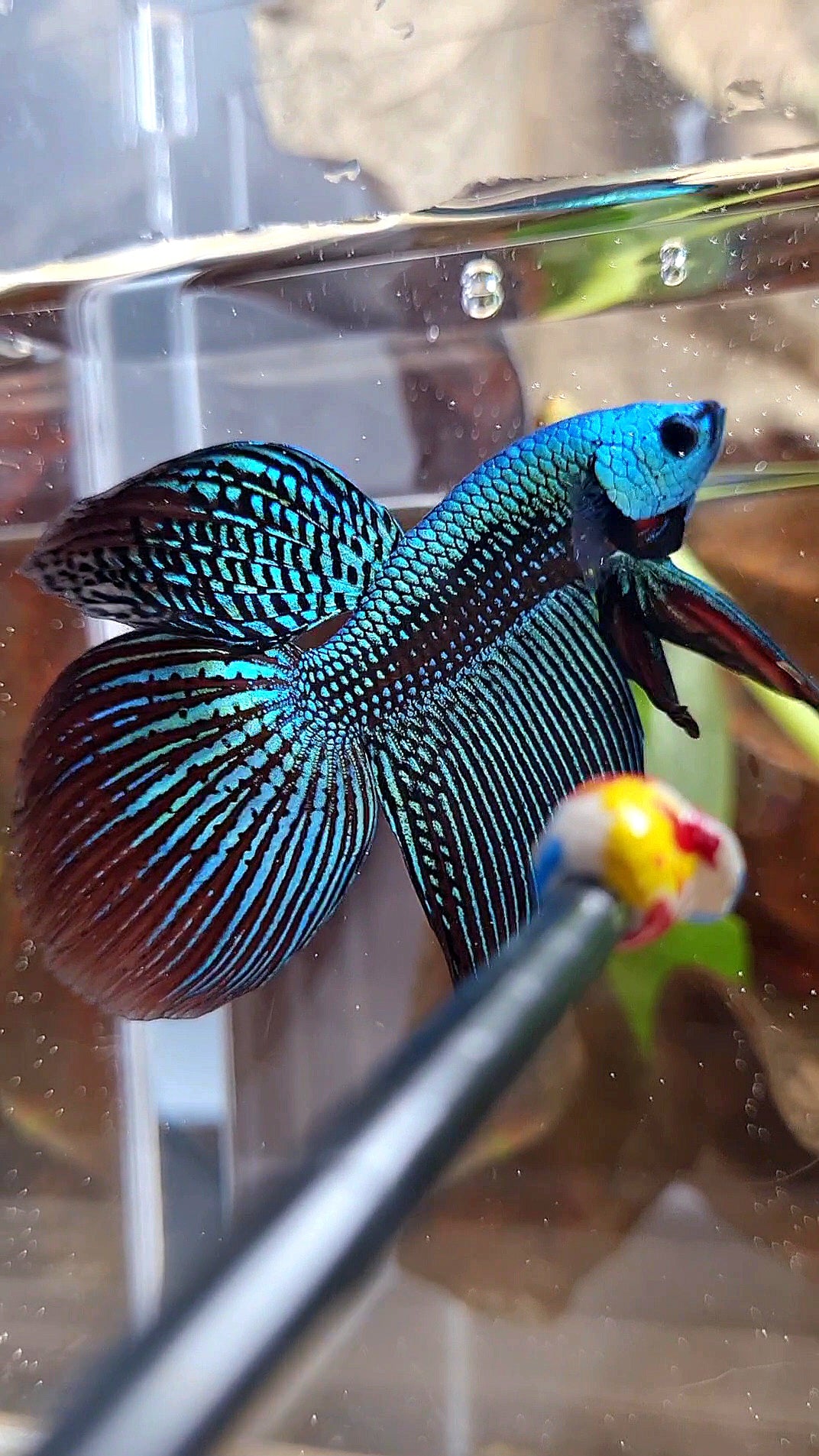 LUXURY VEILTAIL ALIEN GREEN HYBRID WILD BETTA FISH
