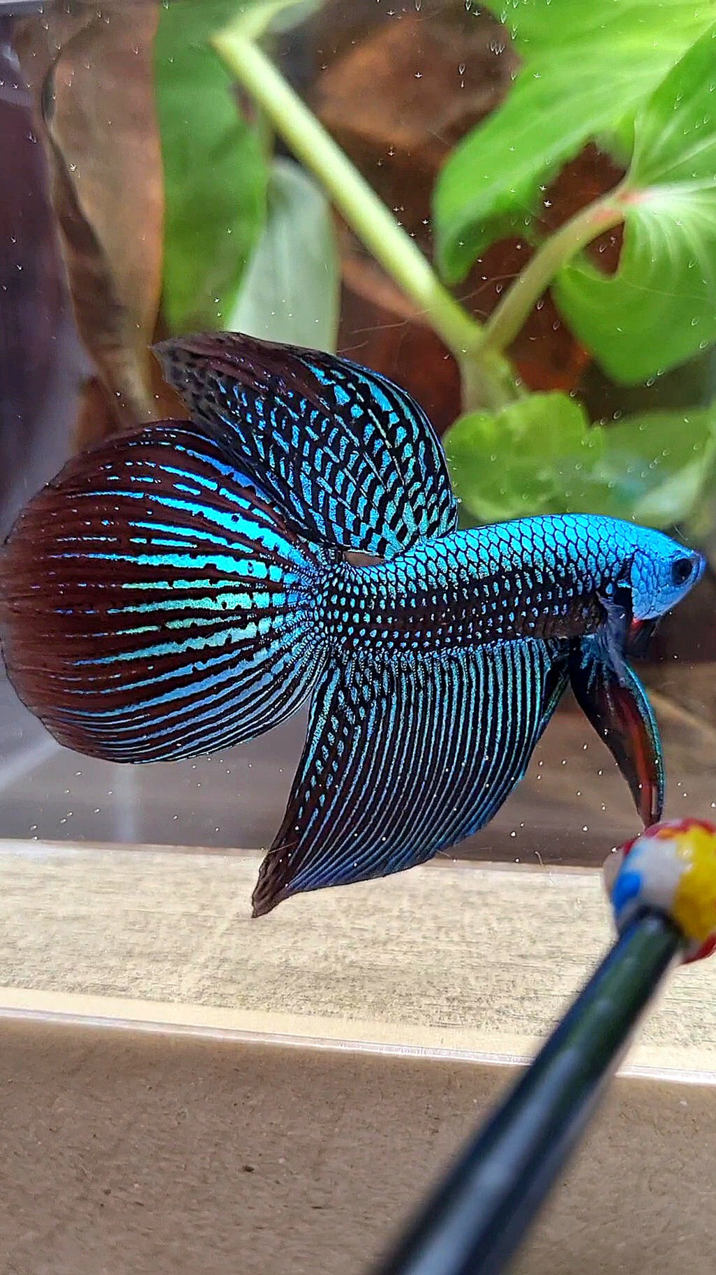 LUXURY VEILTAIL ALIEN GREEN HYBRID WILD BETTA FISH