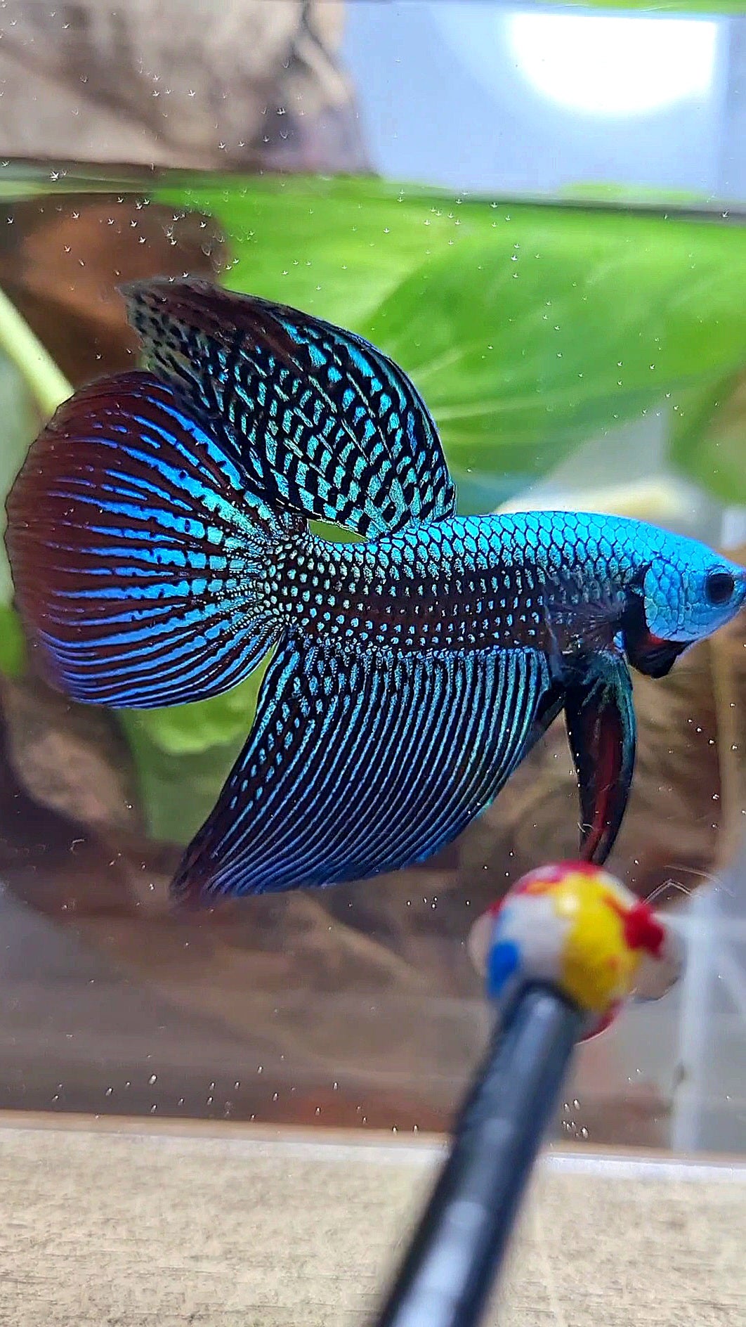 LUXURY VEILTAIL ALIEN GREEN HYBRID WILD BETTA FISH