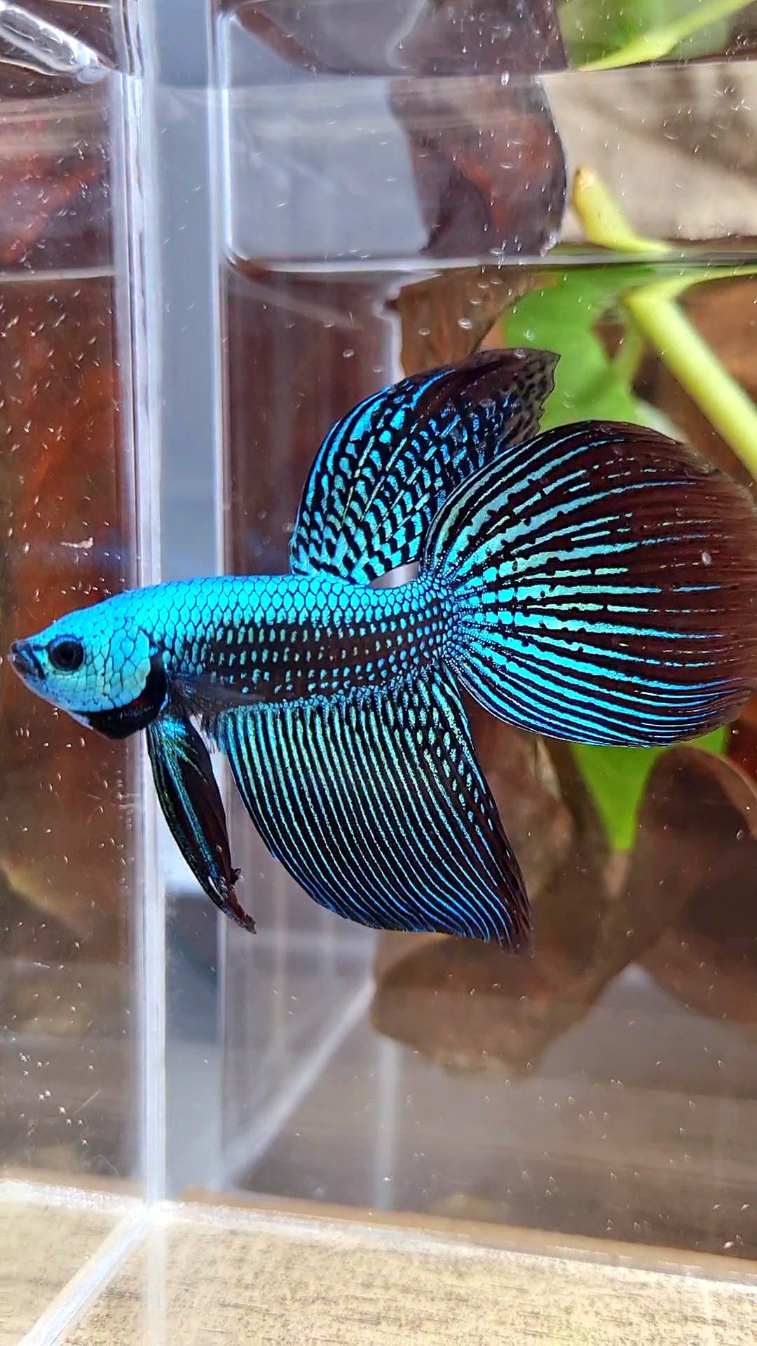 LUXURY VEILTAIL ALIEN GREEN HYBRID WILD BETTA FISH
