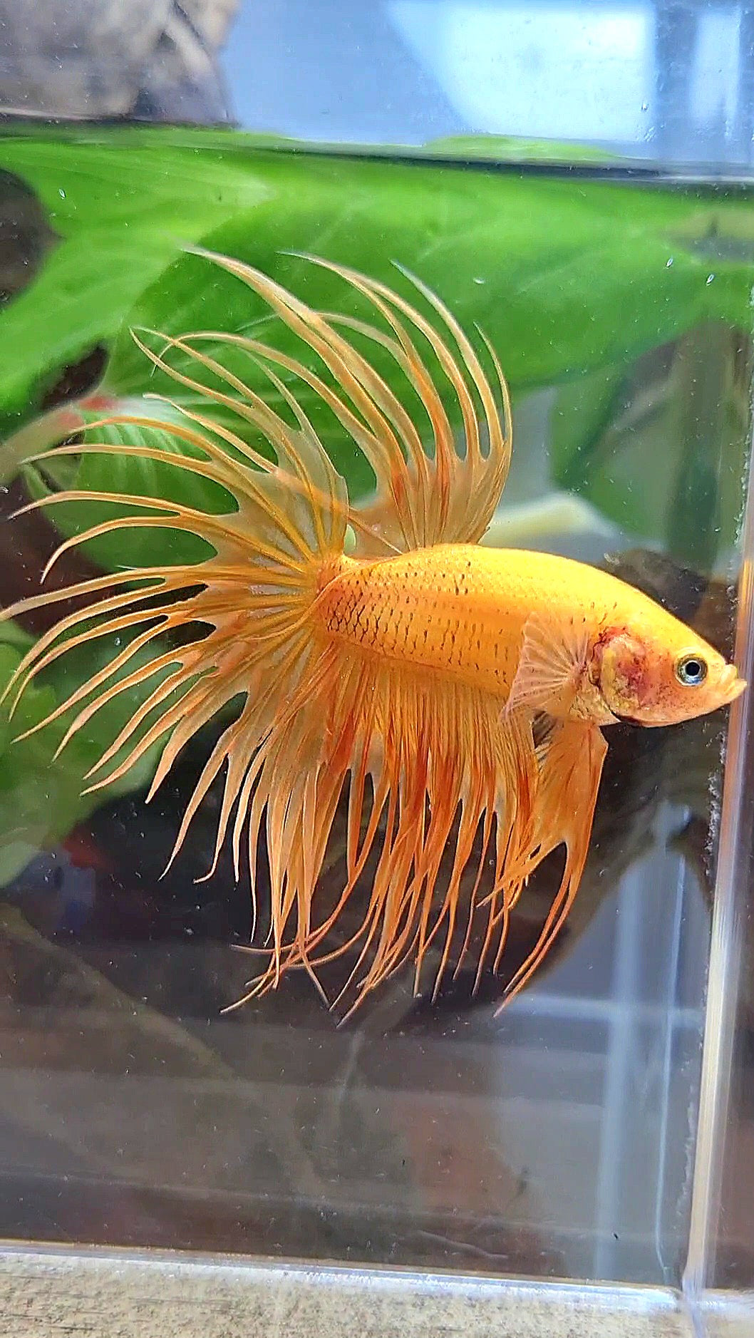 CROWNTAIL SUPER YELLOW BETTA FISH