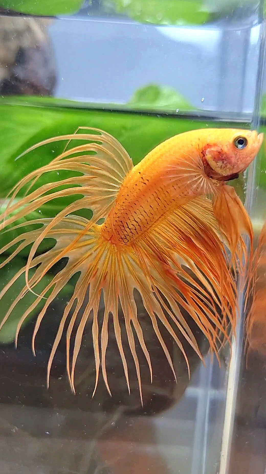CROWNTAIL SUPER YELLOW BETTA FISH