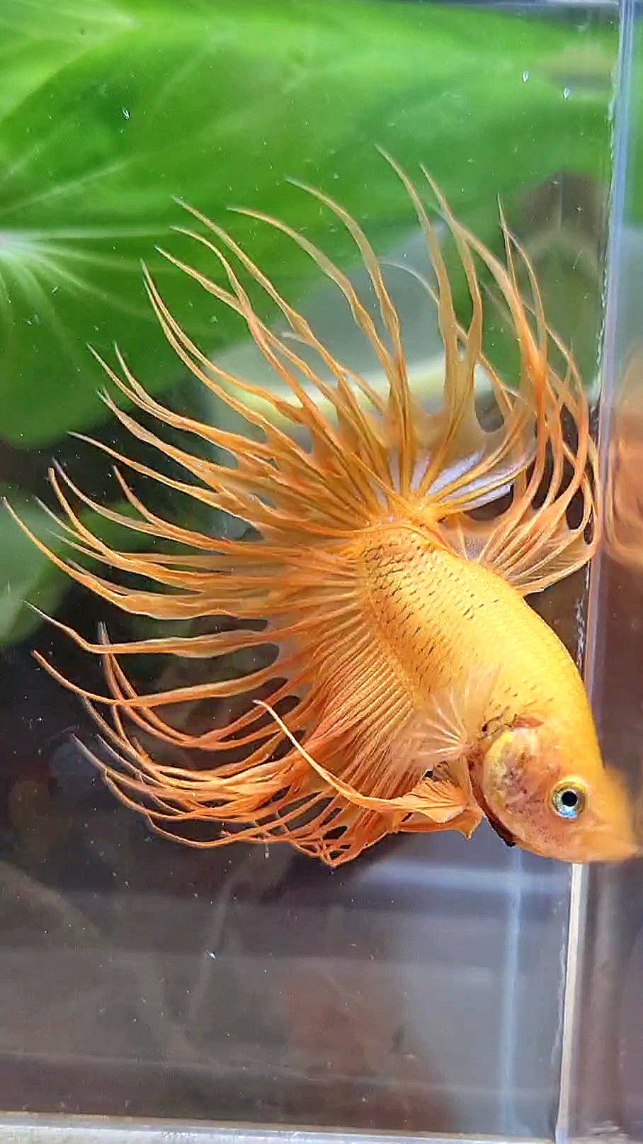 CROWNTAIL SUPER YELLOW BETTA FISH