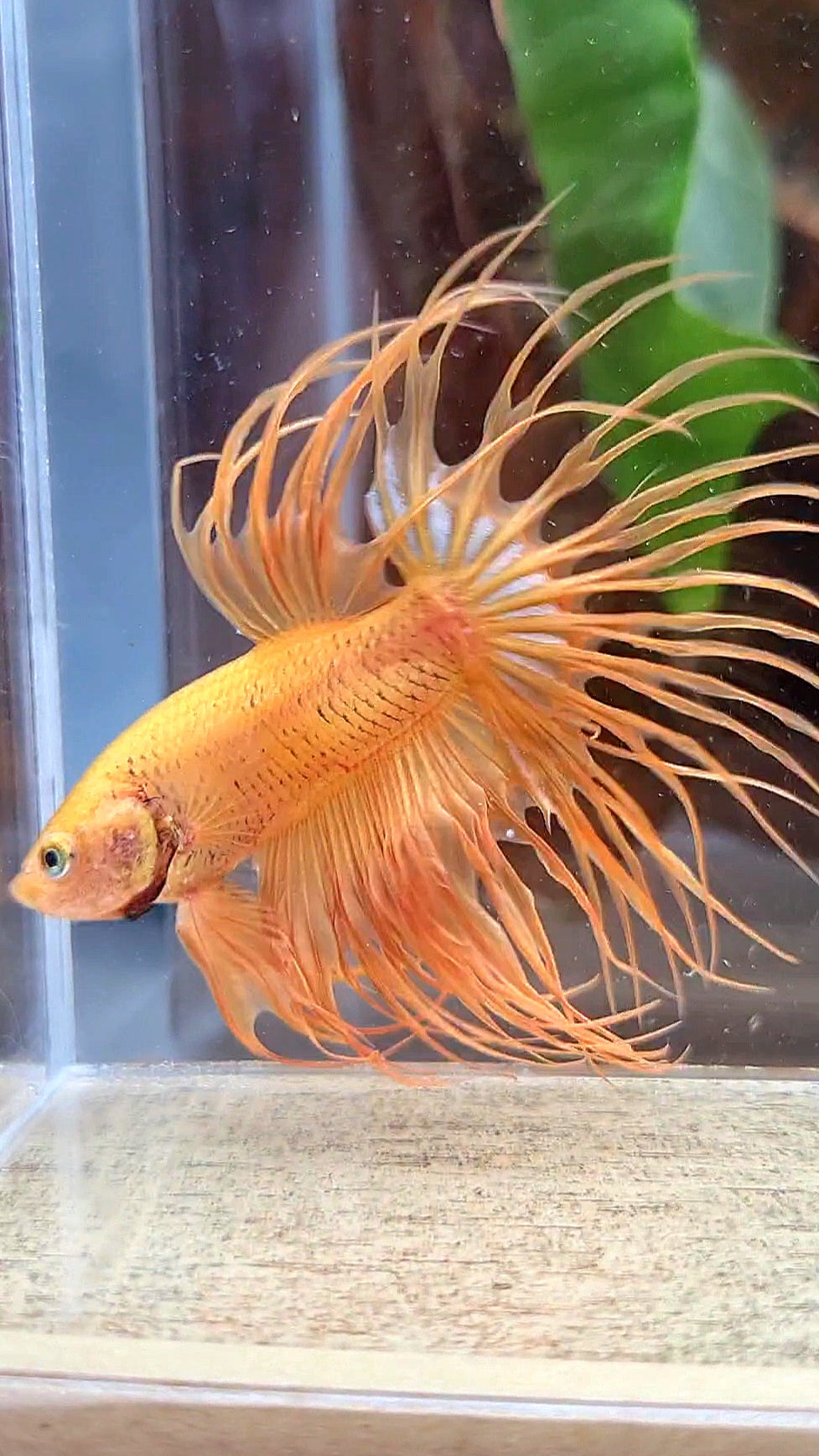 CROWNTAIL SUPER YELLOW BETTA FISH