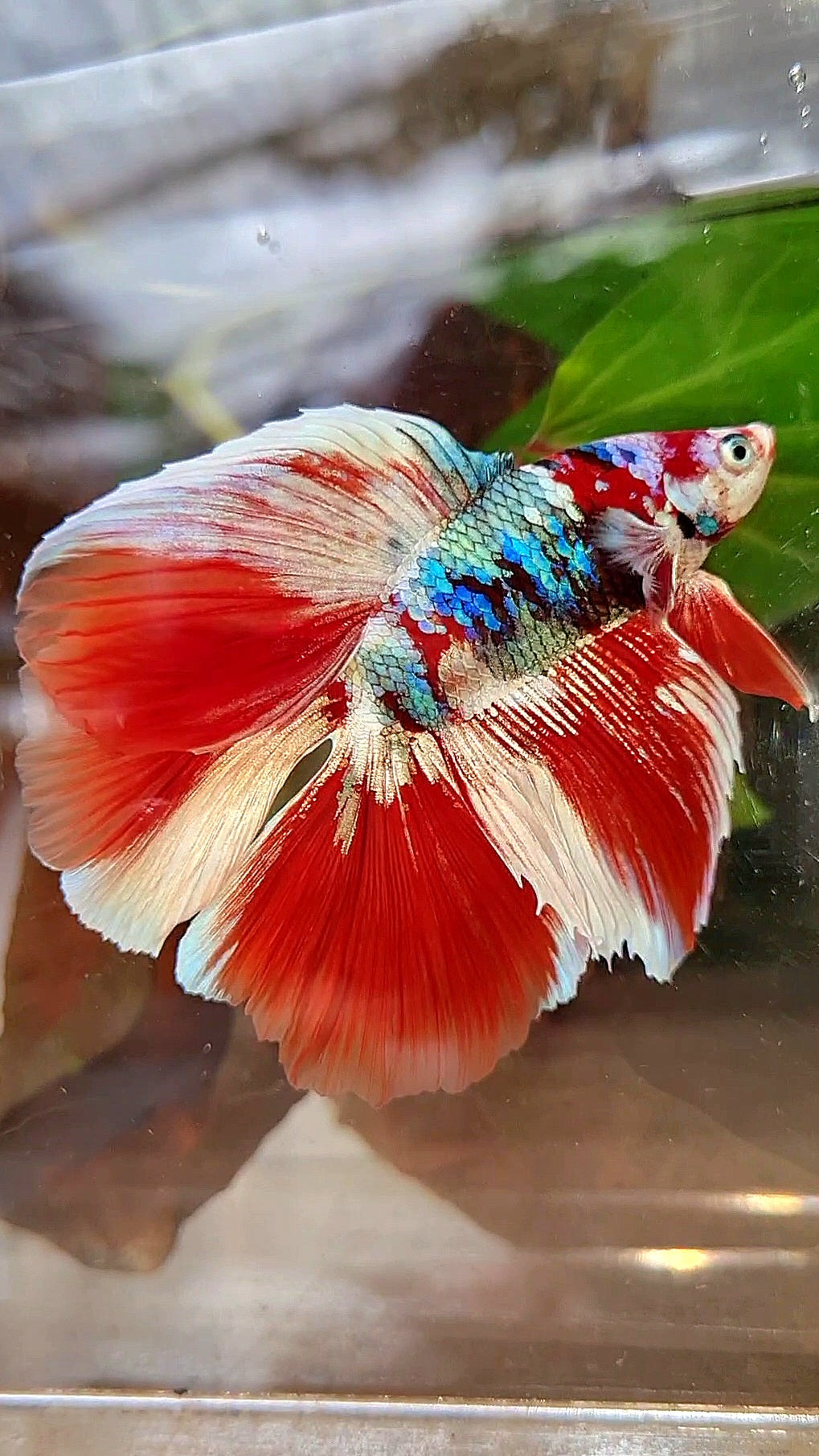 HALFMOON DOUBLE TAIL BARONGSAI RED WHITE GALAXY MULTICOLOR BETTA FISH