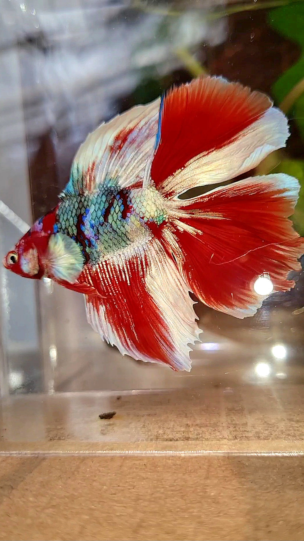 HALFMOON DOUBLE TAIL BARONGSAI RED WHITE GALAXY MULTICOLOR BETTA FISH