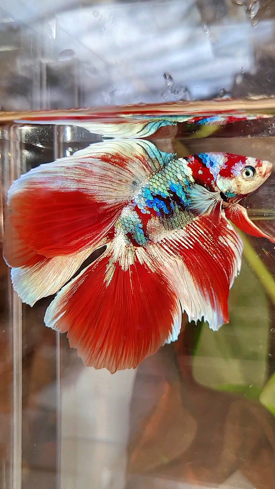 HALFMOON DOUBLE TAIL BARONGSAI RED WHITE GALAXY MULTICOLOR BETTA FISH