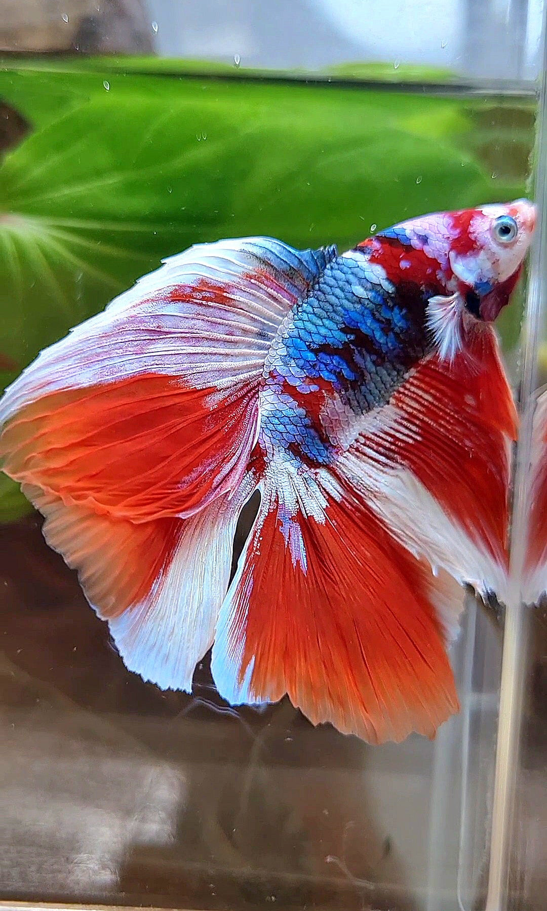 HALFMOON DOUBLE TAIL BARONGSAI RED WHITE GALAXY MULTICOLOR BETTA FISH