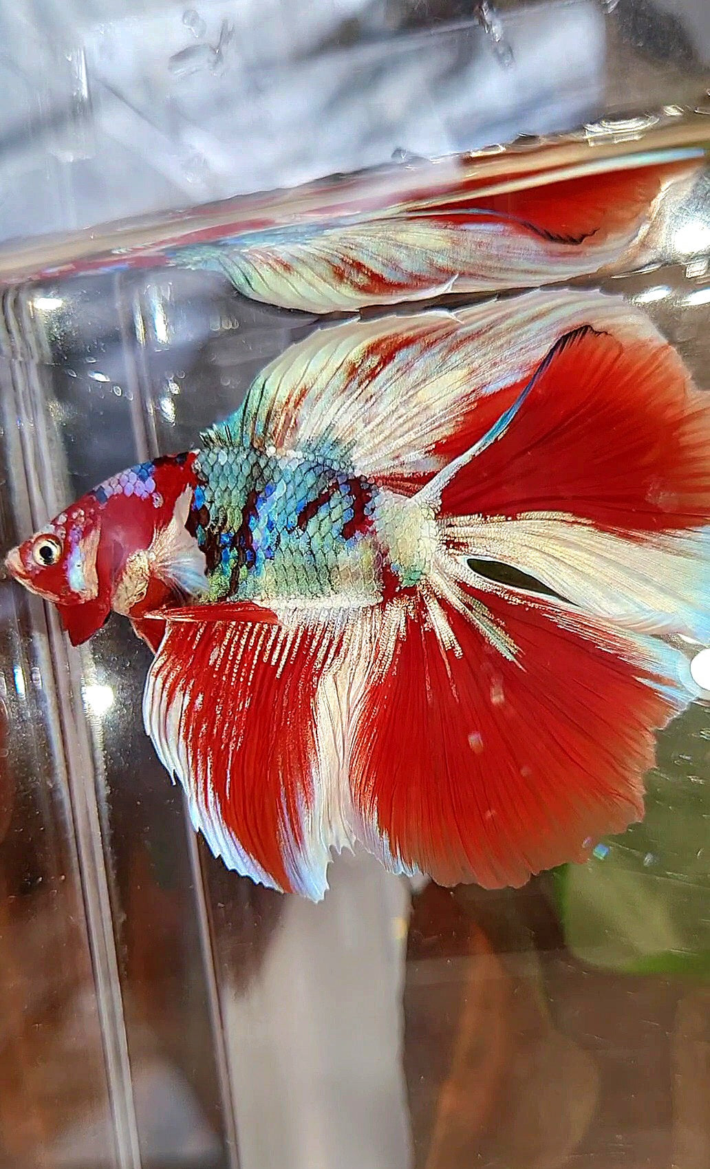 HALFMOON DOUBLE TAIL BARONGSAI RED WHITE GALAXY MULTICOLOR BETTA FISH
