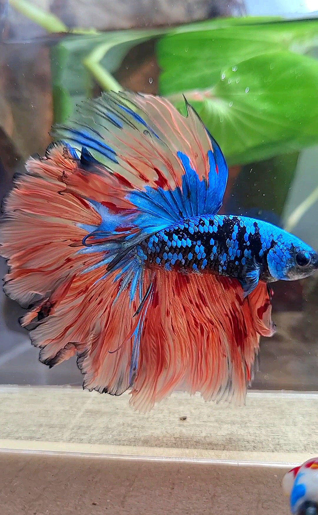 2 FISH HALFMOON ROSETAIL BLACK GALAXY BLUE AVATAR ORANGE VARIATION BETTA FISH & CROWNTAIL ARMAGEDDON