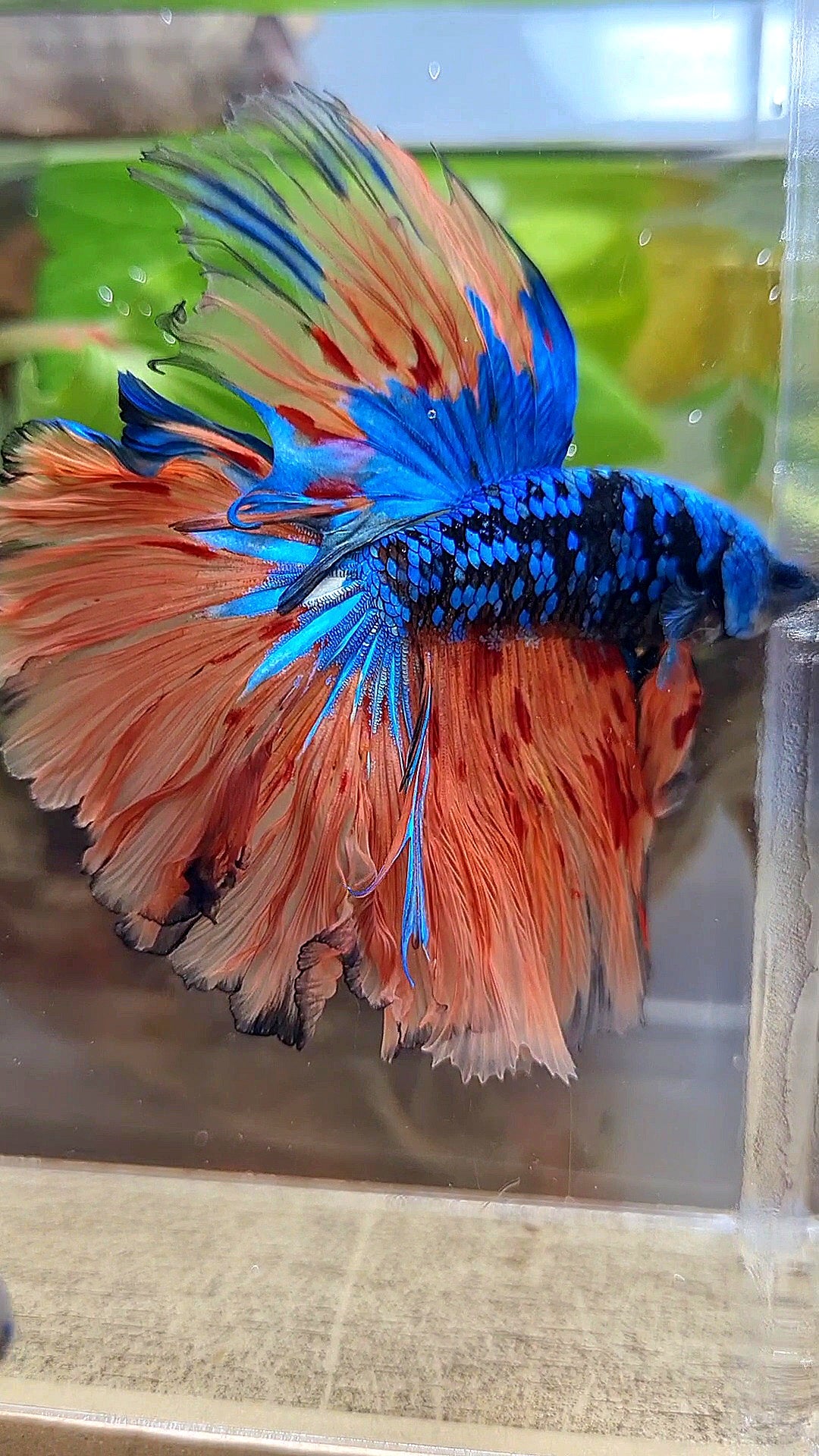 2 FISH HALFMOON ROSETAIL BLACK GALAXY BLUE AVATAR ORANGE VARIATION BETTA FISH & CROWNTAIL ARMAGEDDON