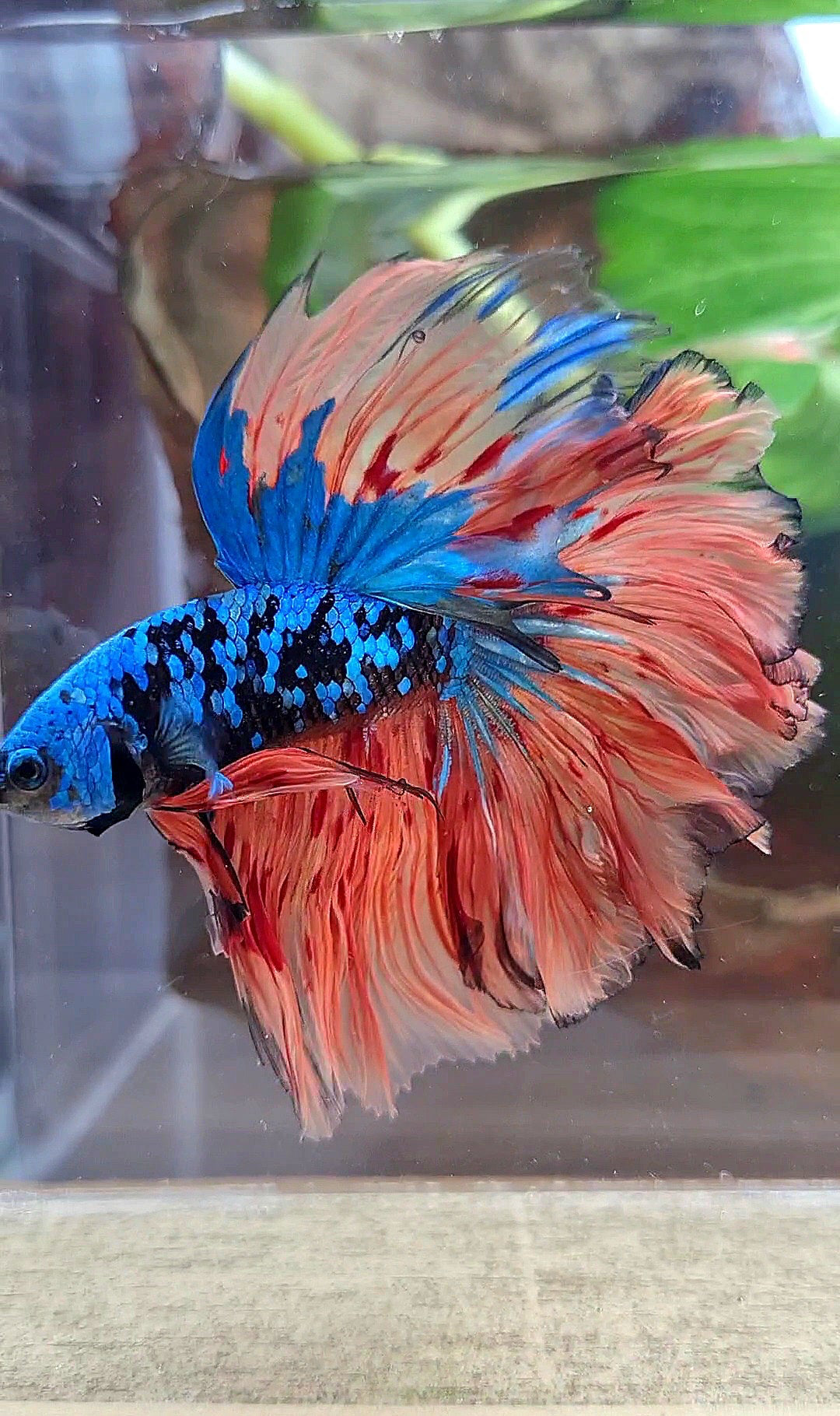 2 FISH HALFMOON ROSETAIL BLACK GALAXY BLUE AVATAR ORANGE VARIATION BETTA FISH & CROWNTAIL ARMAGEDDON