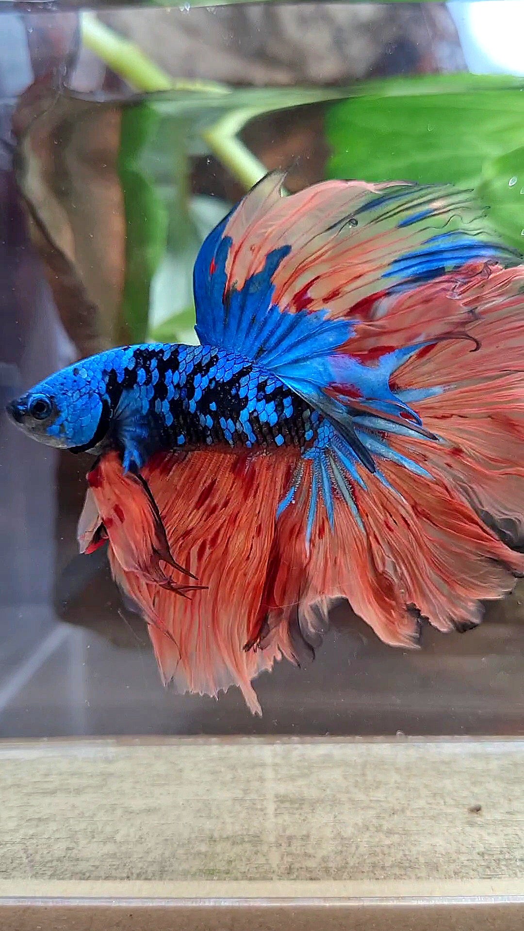 2 FISH HALFMOON ROSETAIL BLACK GALAXY BLUE AVATAR ORANGE VARIATION BETTA FISH & CROWNTAIL ARMAGEDDON