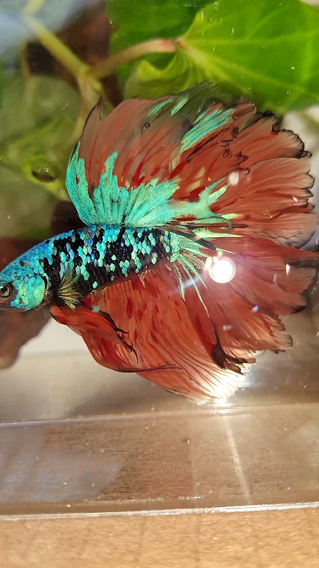 2 FISH HALFMOON ROSETAIL BLACK GALAXY BLUE AVATAR ORANGE VARIATION BETTA FISH & CROWNTAIL ARMAGEDDON