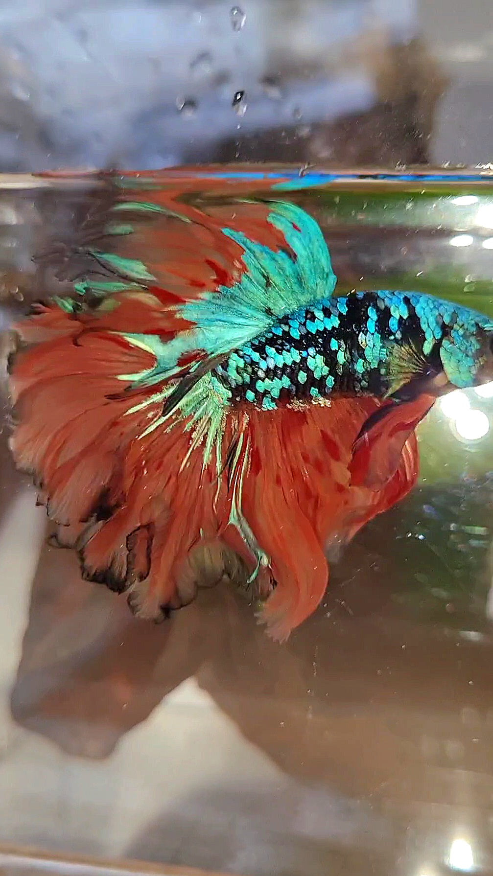 2 FISH HALFMOON ROSETAIL BLACK GALAXY BLUE AVATAR ORANGE VARIATION BETTA FISH & CROWNTAIL ARMAGEDDON