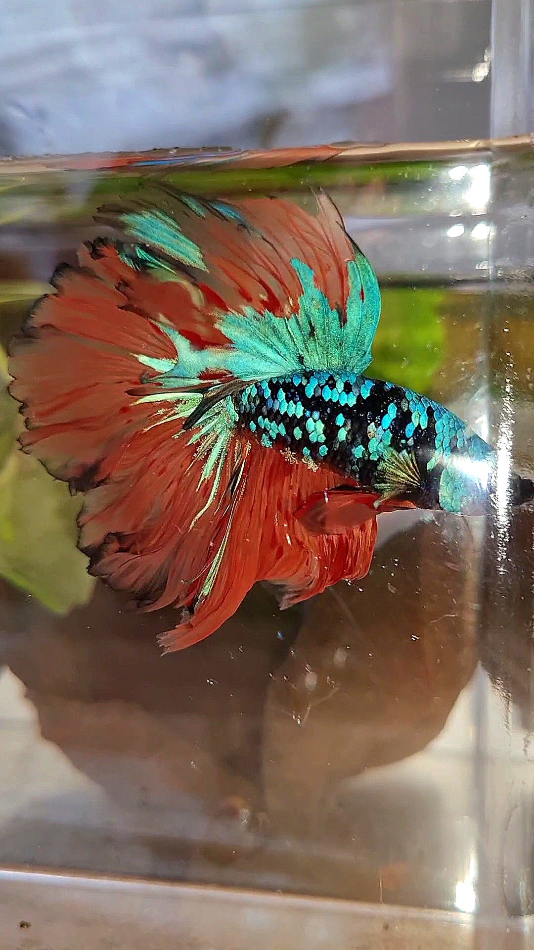 2 FISH HALFMOON ROSETAIL BLACK GALAXY BLUE AVATAR ORANGE VARIATION BETTA FISH & CROWNTAIL ARMAGEDDON