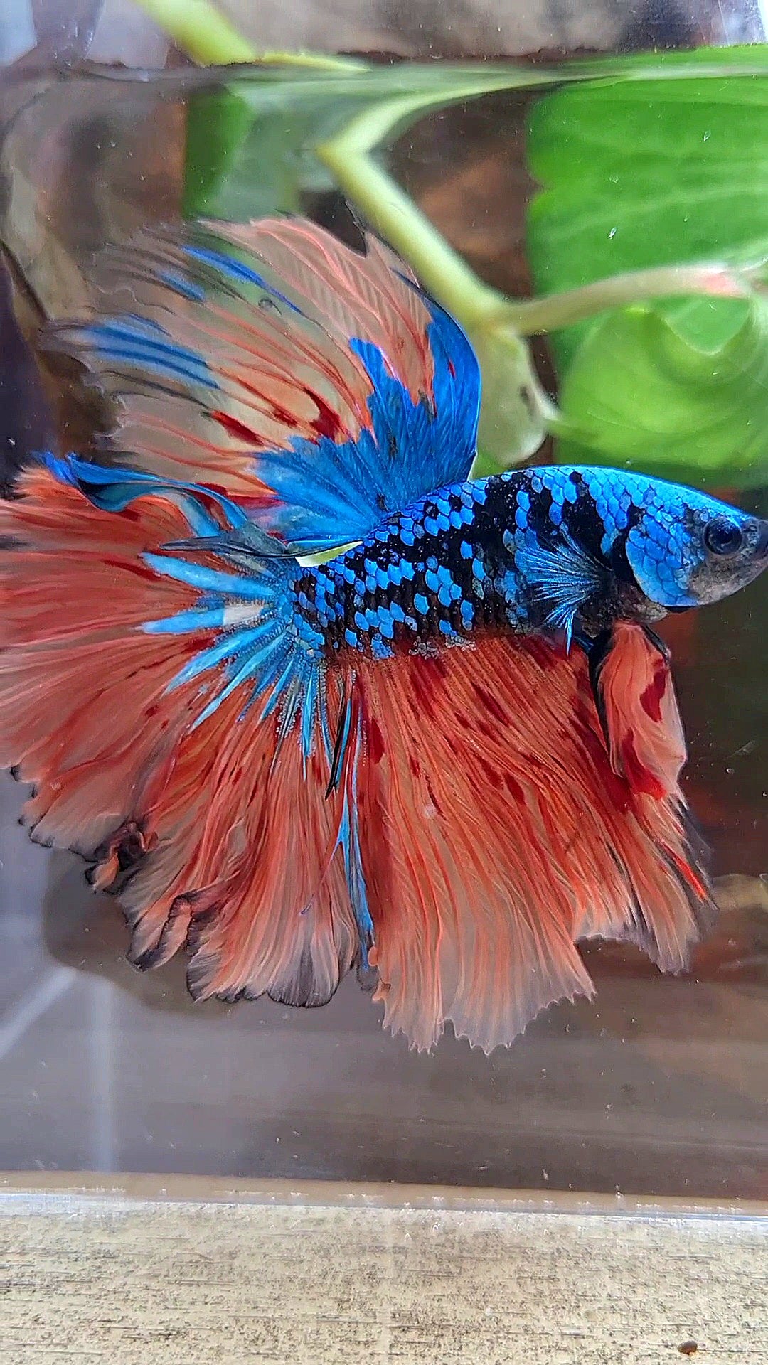 2 FISH HALFMOON ROSETAIL BLACK GALAXY BLUE AVATAR ORANGE VARIATION BETTA FISH & CROWNTAIL ARMAGEDDON