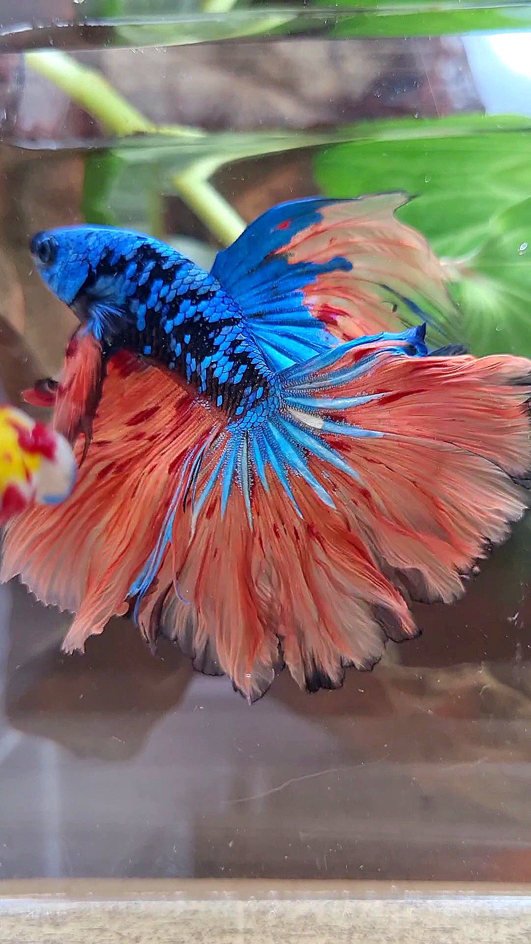 2 FISH HALFMOON ROSETAIL BLACK GALAXY BLUE AVATAR ORANGE VARIATION BETTA FISH & CROWNTAIL ARMAGEDDON