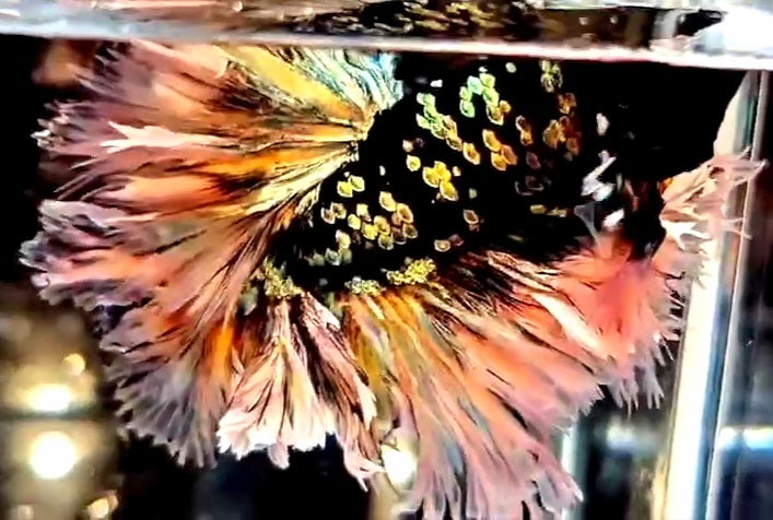 LUXURY KING FEATHER TAIL HALFMOON BLACK GALAXY COPPER GOLD AVATAR YELLOW BETTA FISH