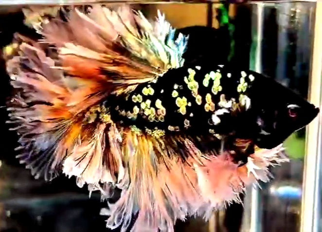 LUXURY KING FEATHER TAIL HALFMOON BLACK GALAXY COPPER GOLD AVATAR YELLOW BETTA FISH