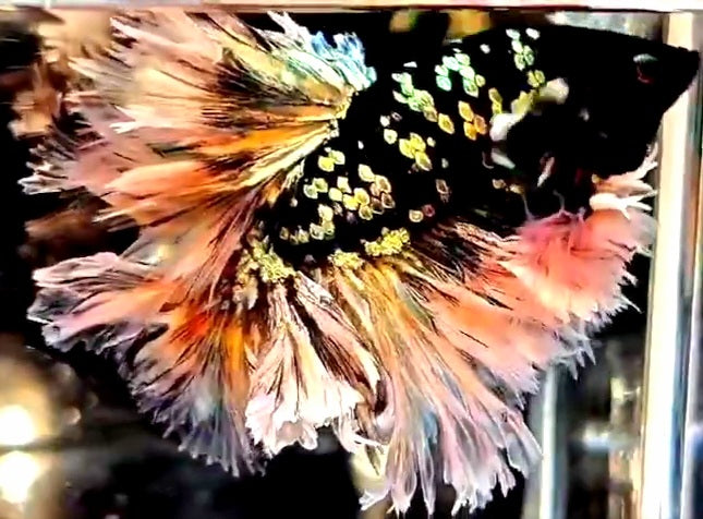LUXURY KING FEATHER TAIL HALFMOON BLACK GALAXY COPPER GOLD AVATAR YELLOW BETTA FISH