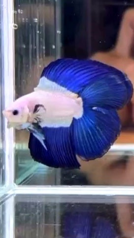 LUXURY HALFMOON DOUBLE TAIL BLUE RIM BICOLOR BETTA FISH