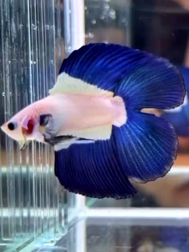 LUXURY HALFMOON DOUBLE TAIL BLUE RIM BICOLOR BETTA FISH