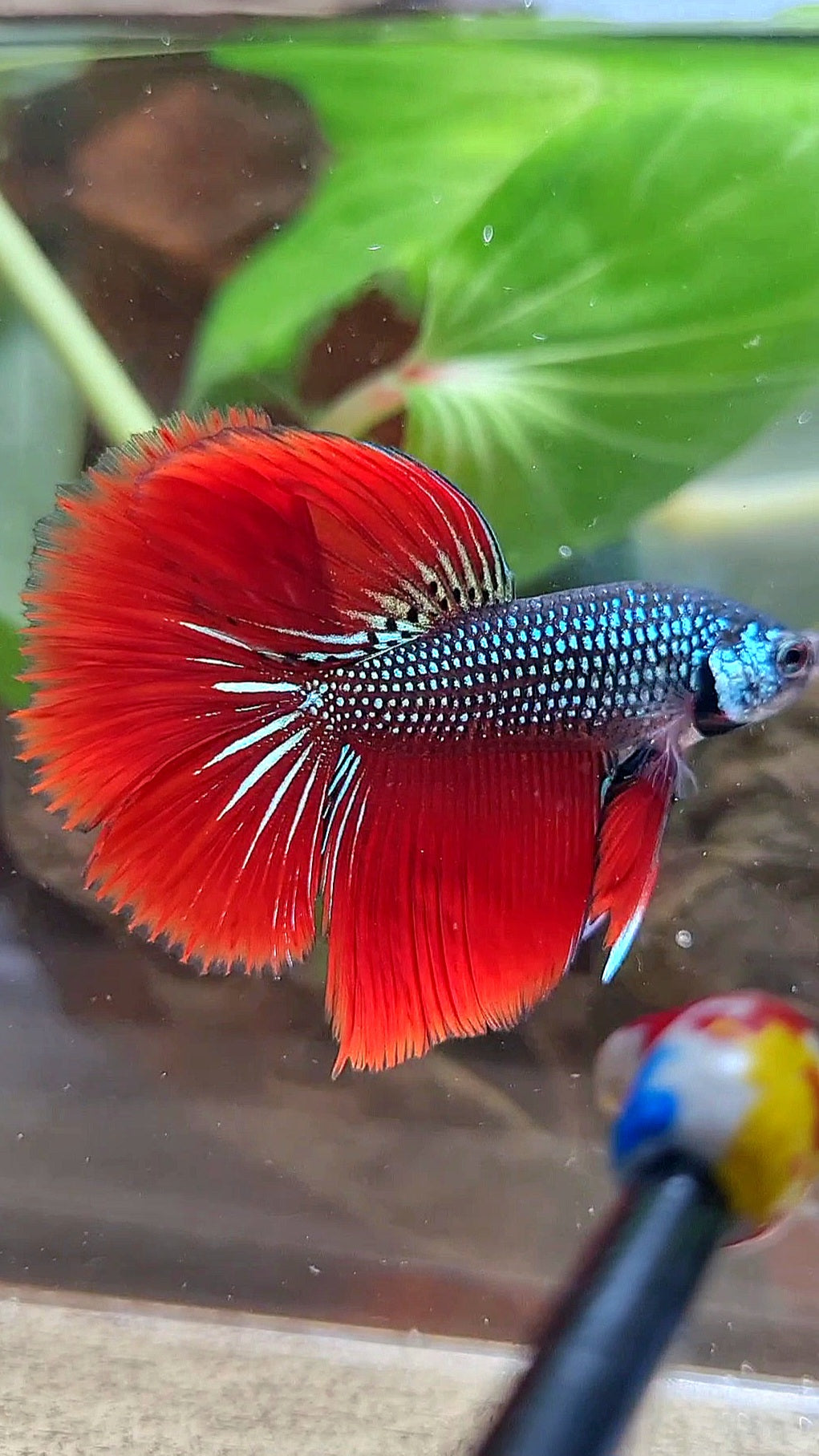 LUXURY HALFMOON IMBELIS RED GREEN HYBRID WILD BETTA FISH