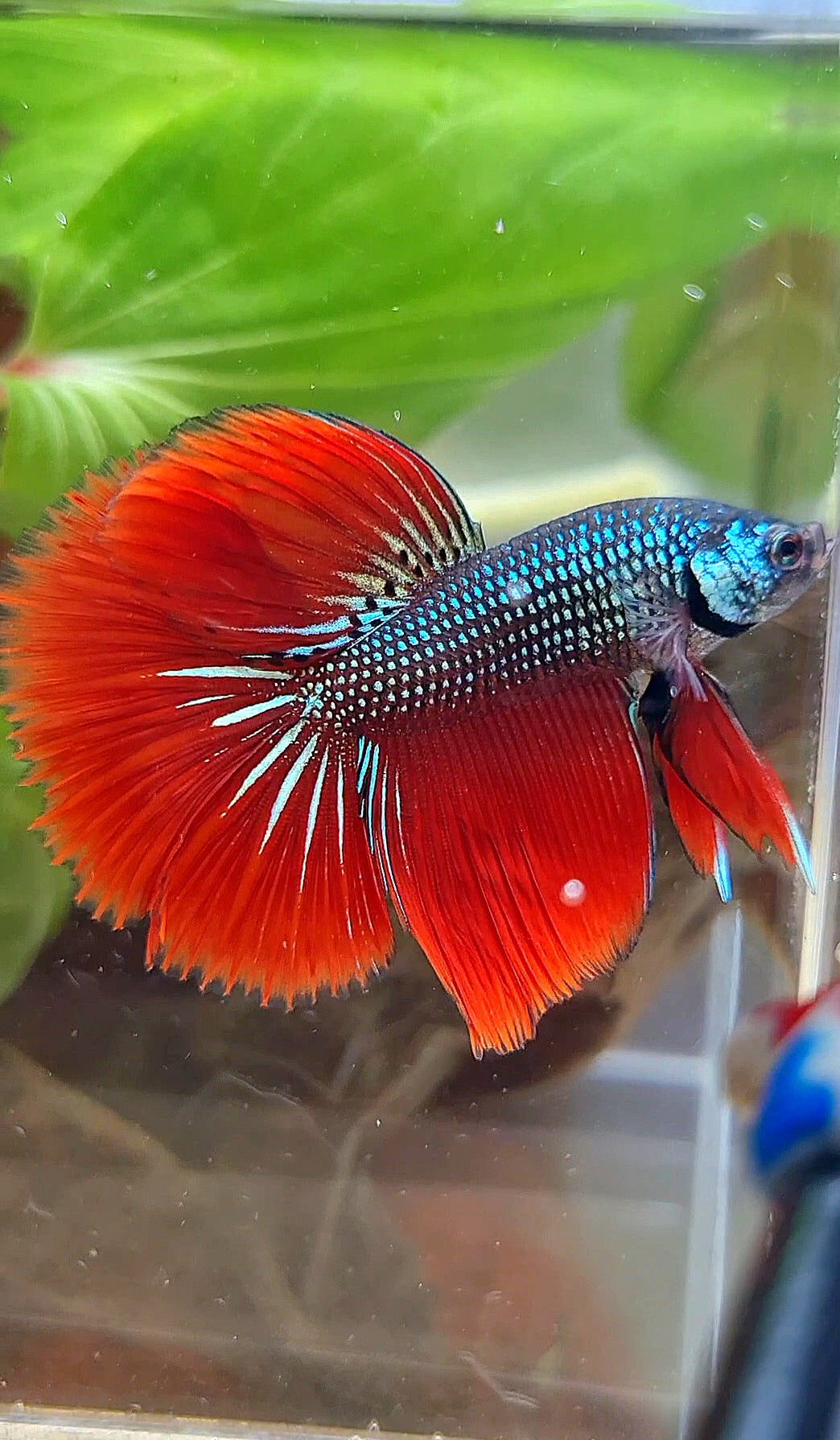 LUXURY HALFMOON IMBELIS RED GREEN HYBRID WILD BETTA FISH