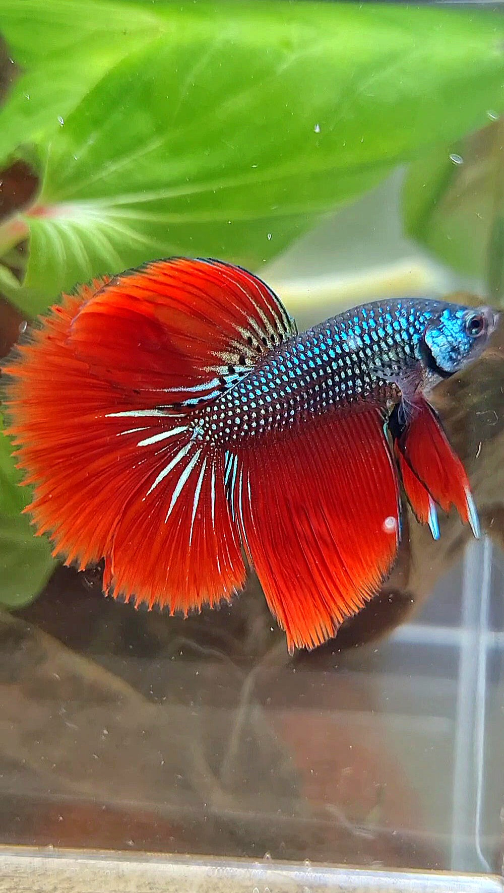 LUXURY HALFMOON IMBELIS RED GREEN HYBRID WILD BETTA FISH