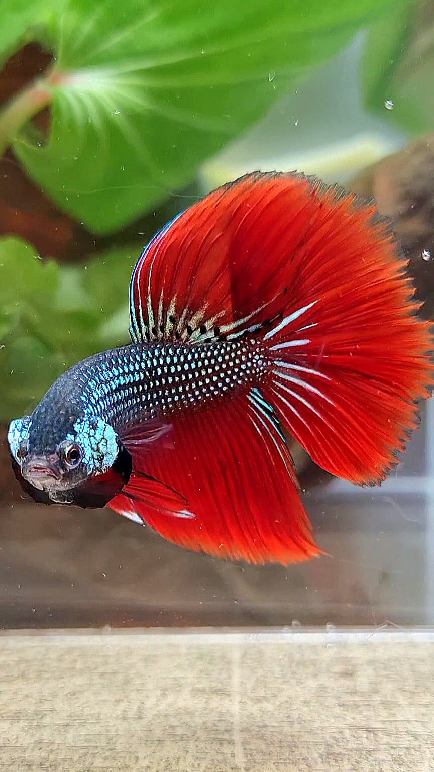 LUXURY HALFMOON IMBELIS RED GREEN HYBRID WILD BETTA FISH