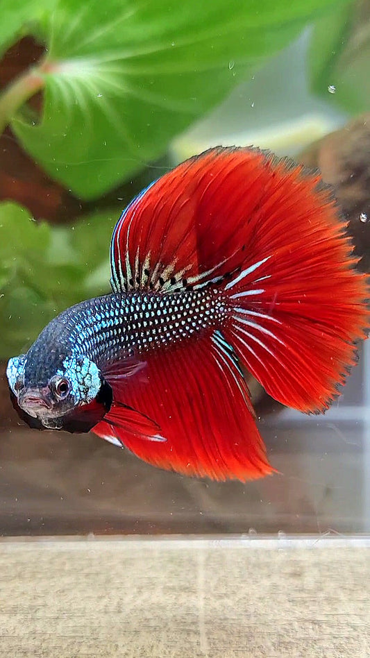 LUXURY HALFMOON IMBELIS RED GREEN HYBRID WILD BETTA FISH