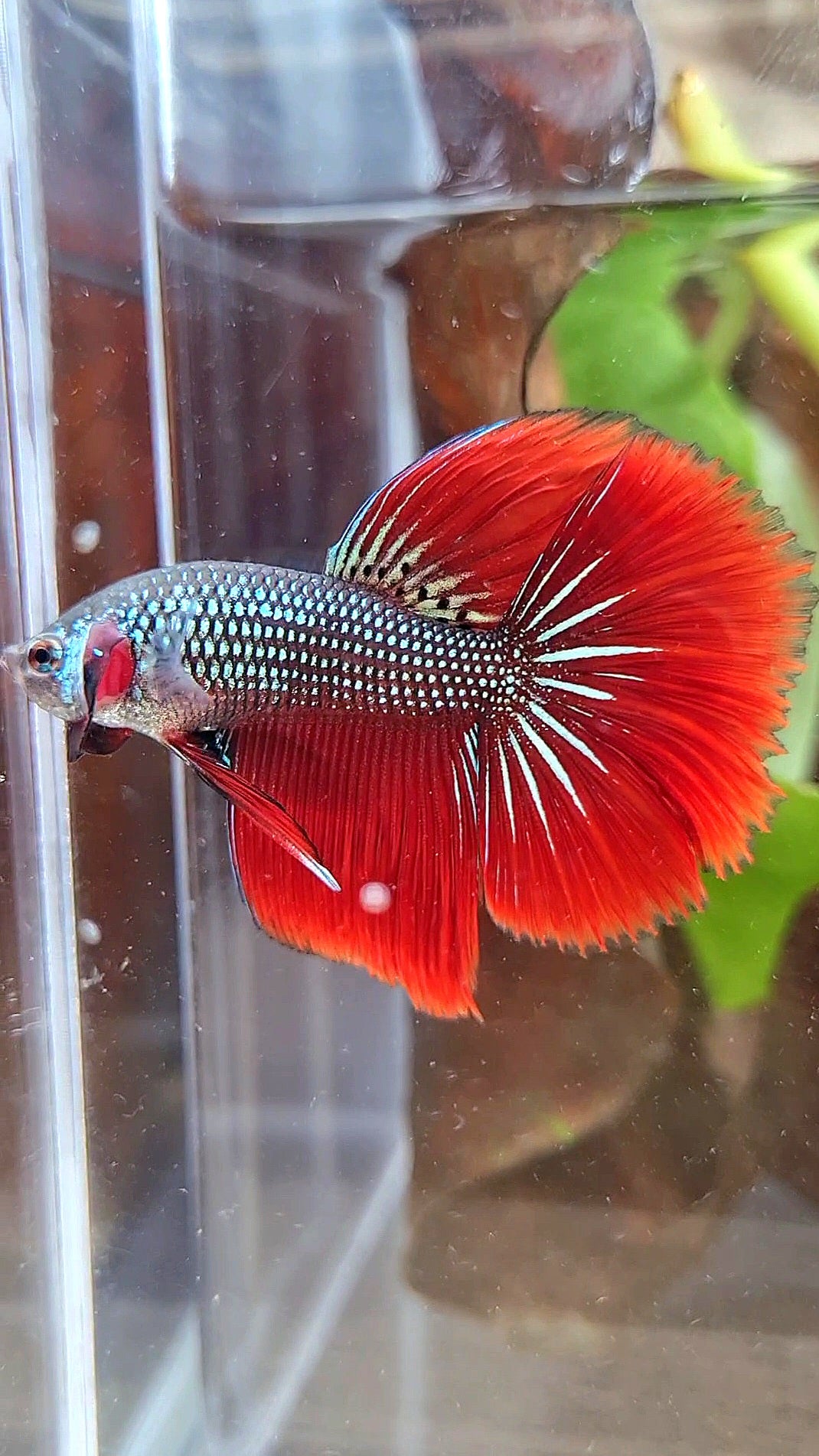 LUXURY HALFMOON IMBELIS RED GREEN HYBRID WILD BETTA FISH