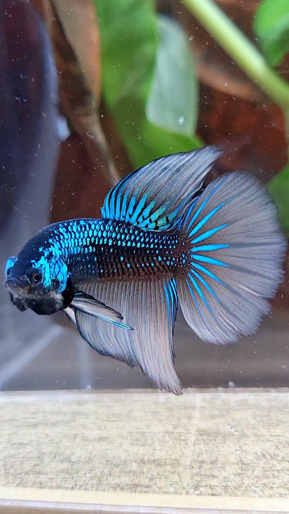 LUXURY HALFMOON IMBELIS YELLOW GREEN HYBRID WILD BETTA FISH