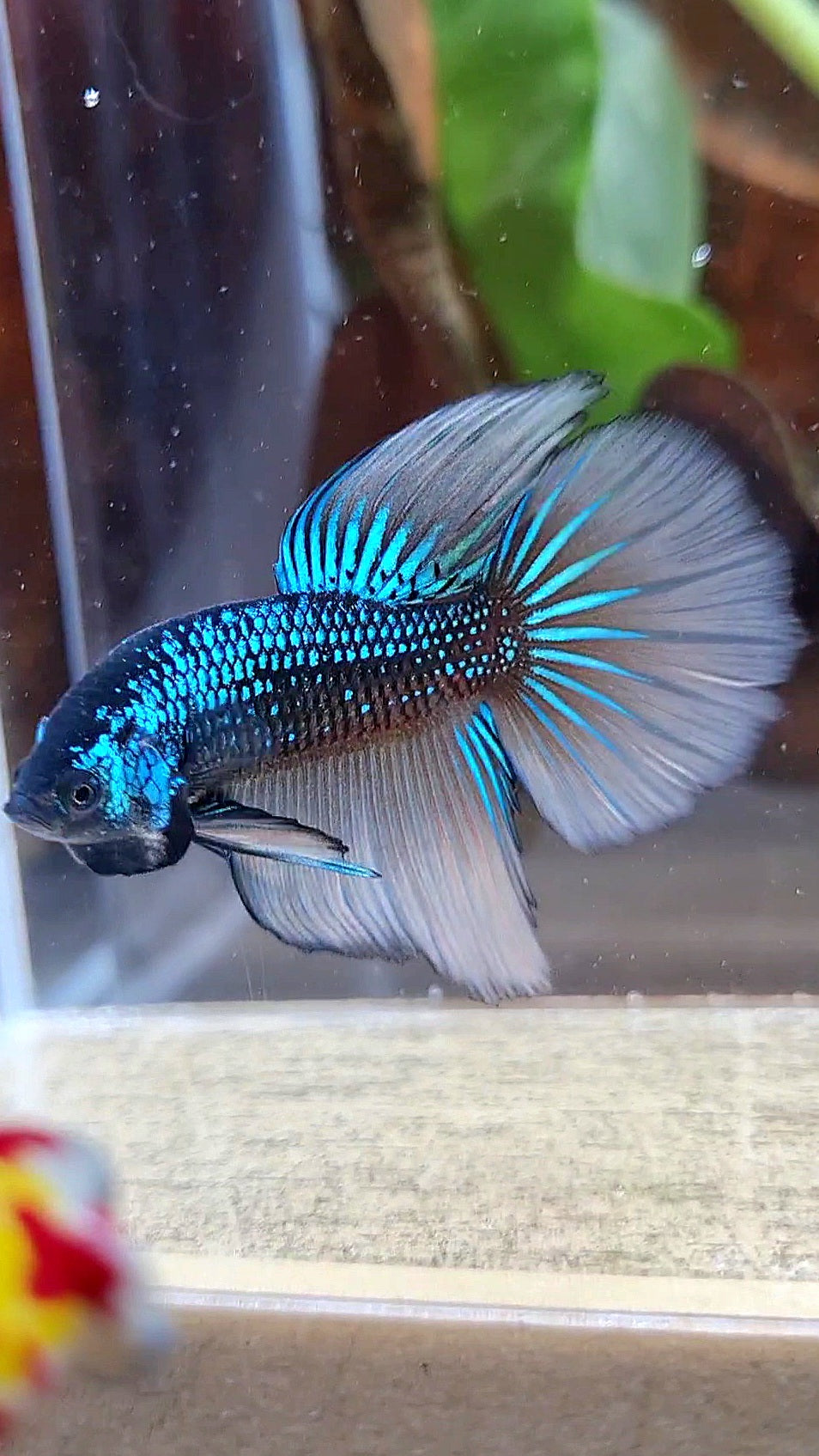 LUXURY HALFMOON IMBELIS YELLOW GREEN HYBRID WILD BETTA FISH