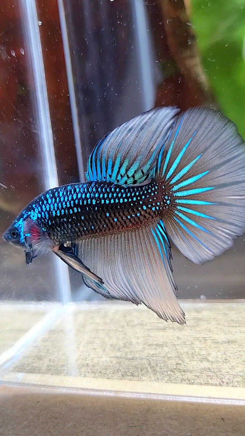 LUXURY HALFMOON IMBELIS YELLOW GREEN HYBRID WILD BETTA FISH