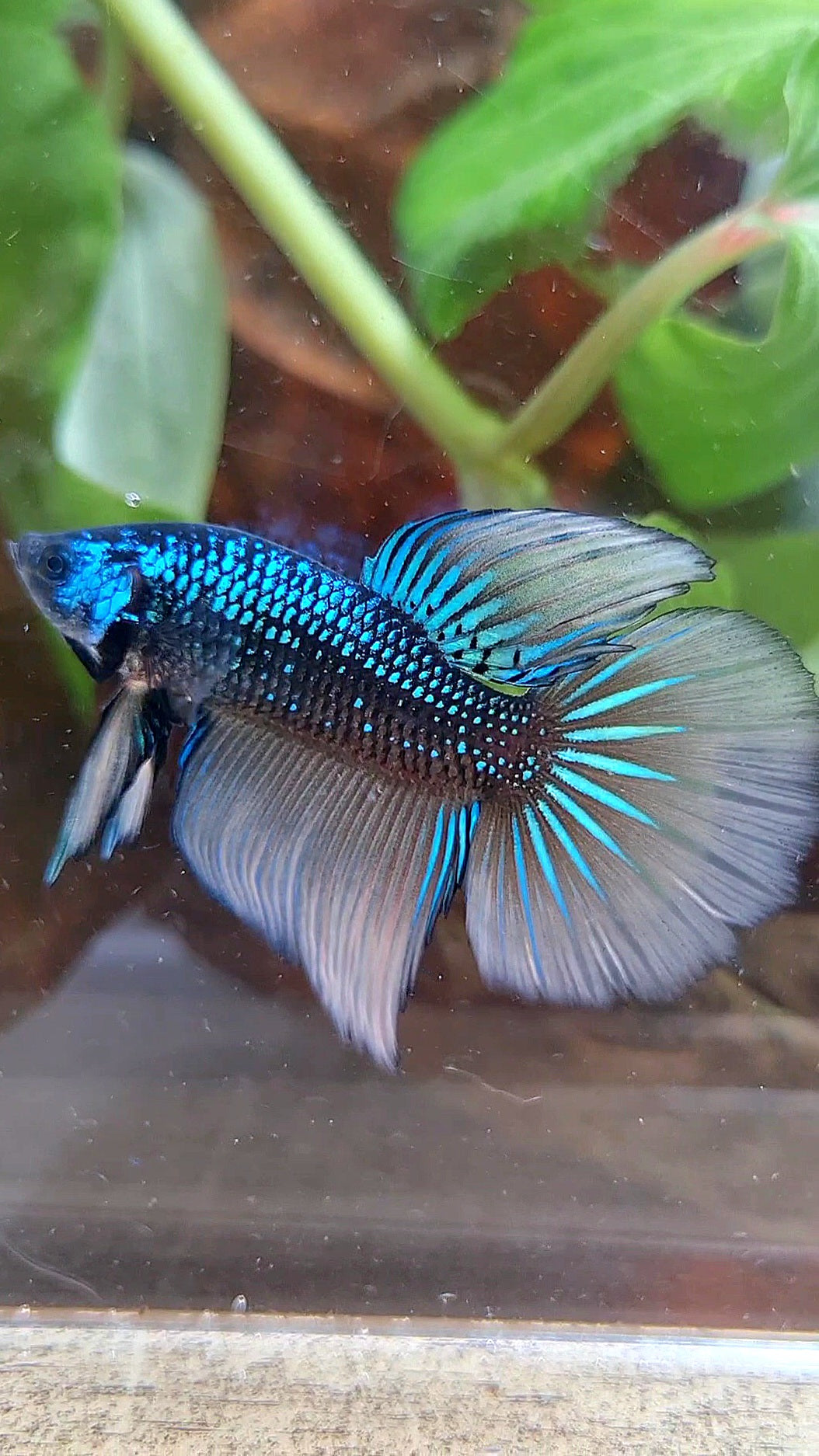 LUXURY HALFMOON IMBELIS YELLOW GREEN HYBRID WILD BETTA FISH