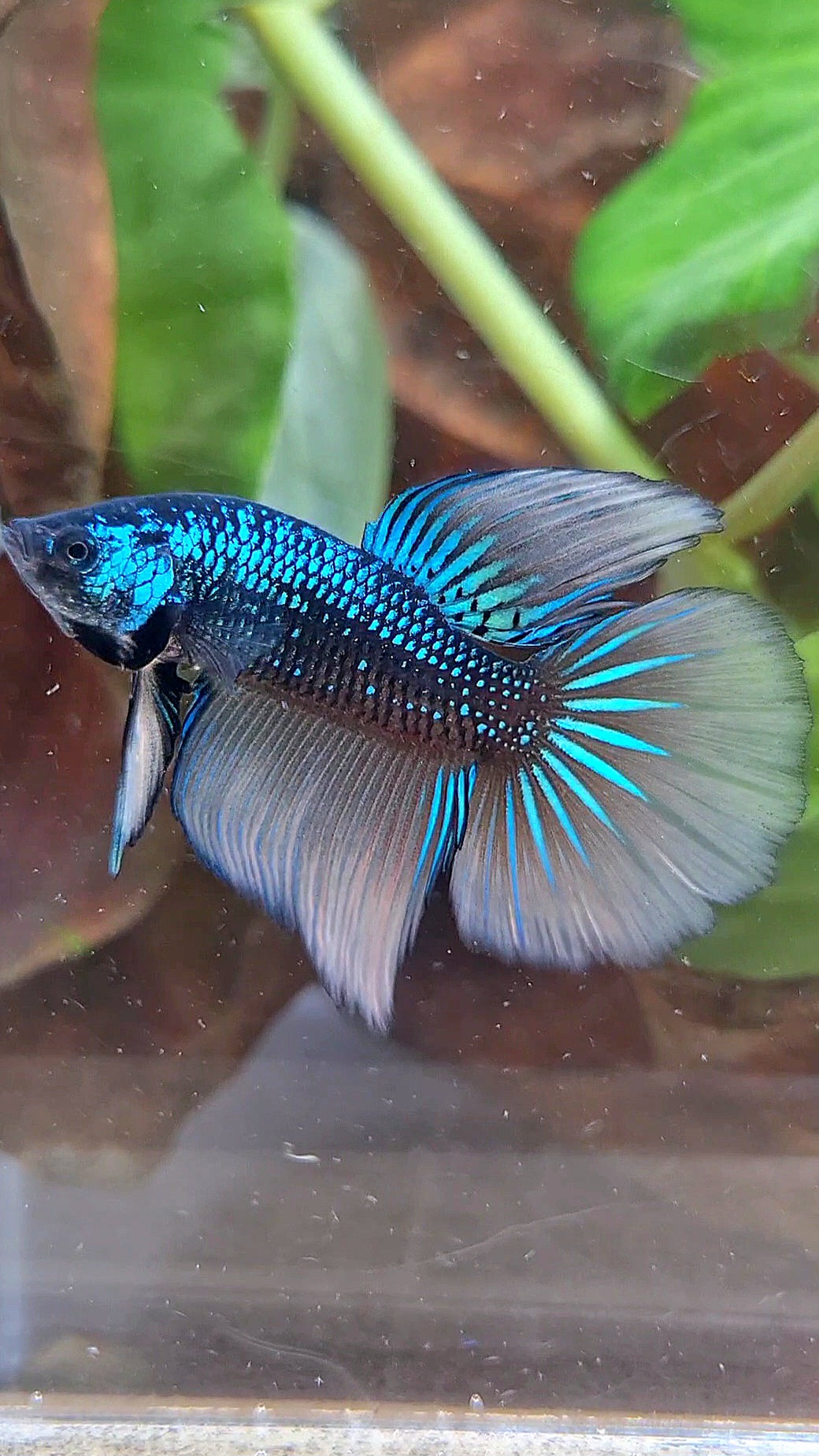 LUXURY HALFMOON IMBELIS YELLOW GREEN HYBRID WILD BETTA FISH